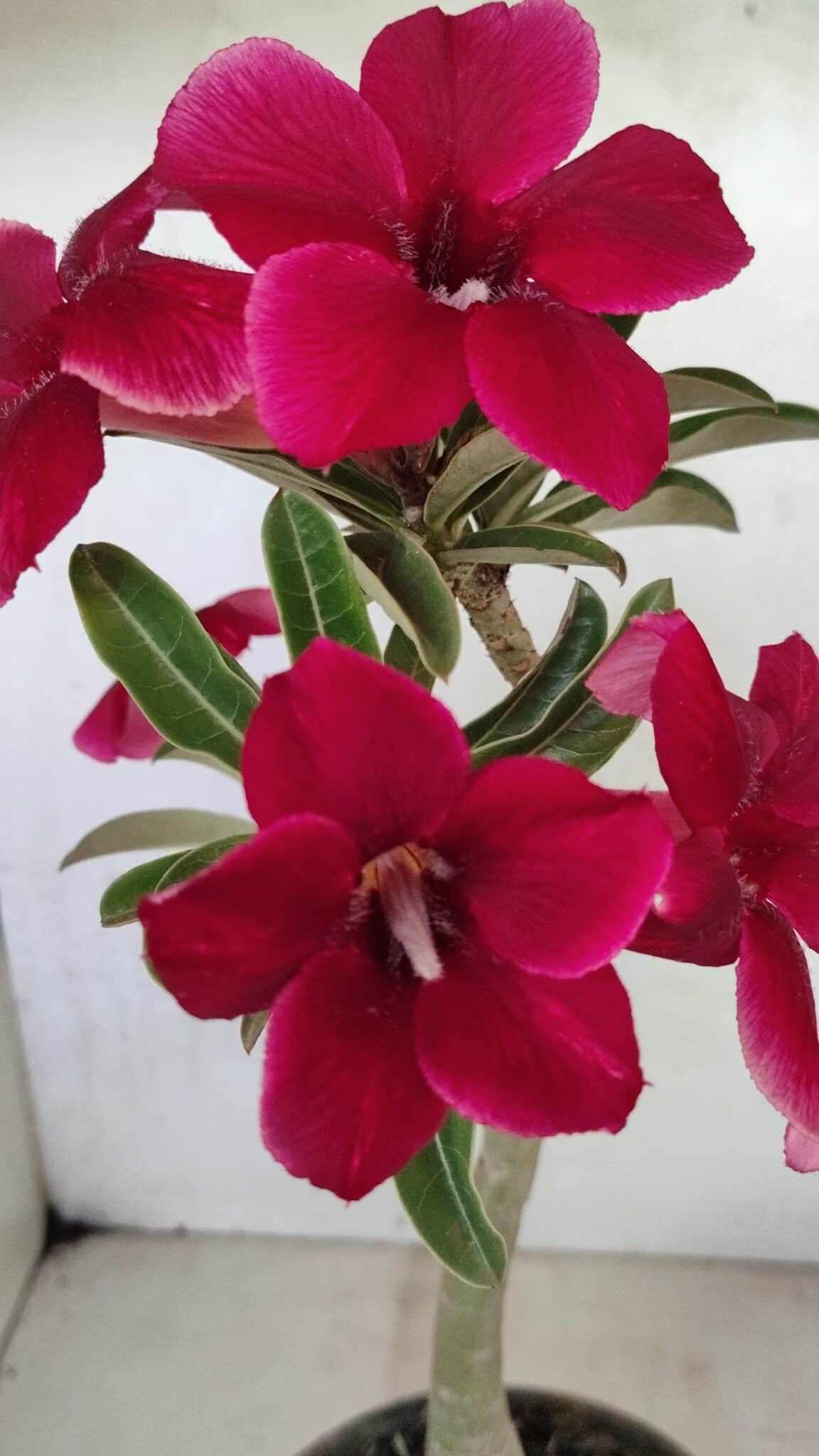 Planta Simples 3362 – 35cm – 03 anos - foto 3