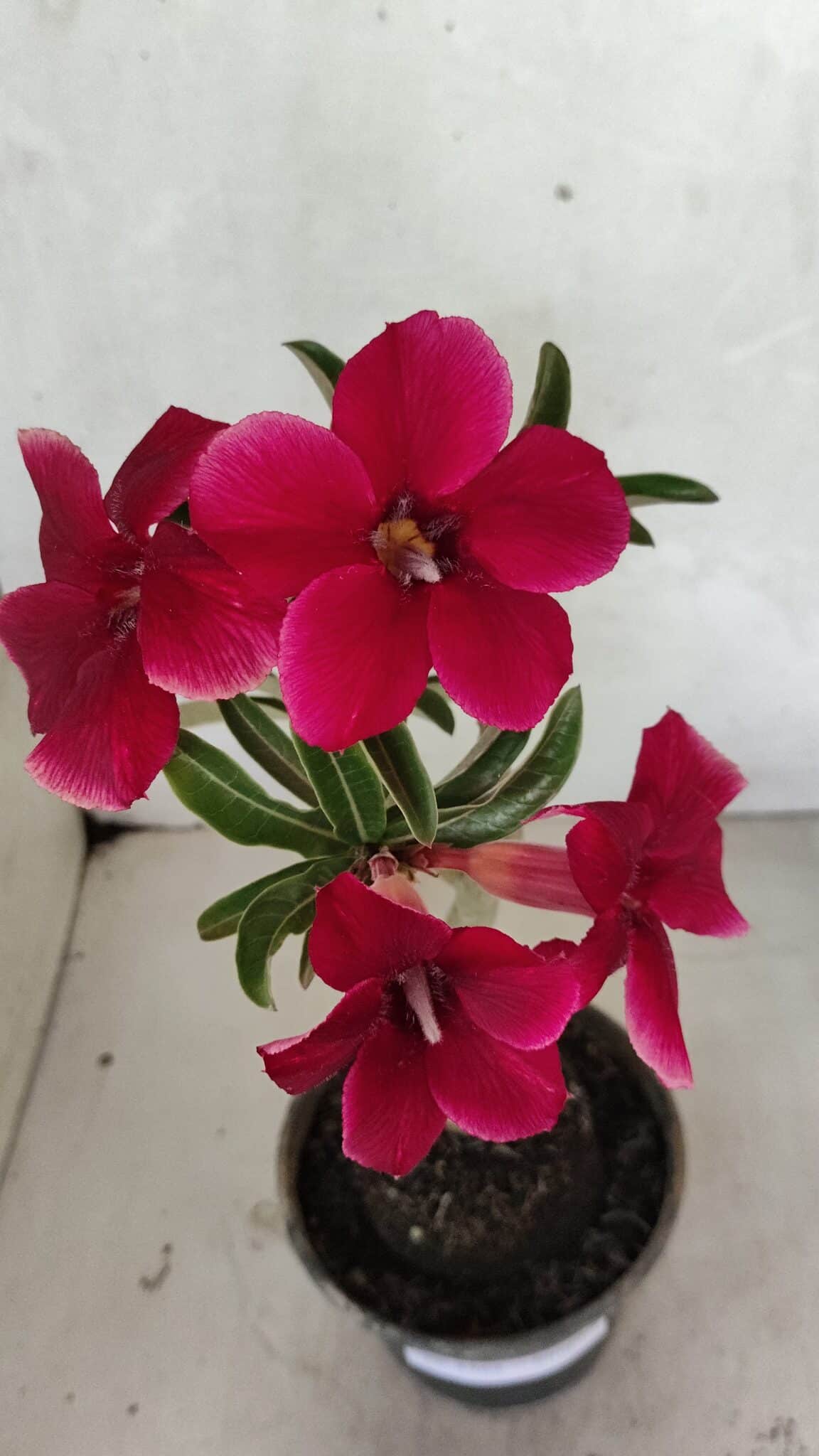 Planta Simples 3362 – 35cm – 03 anos - foto 4