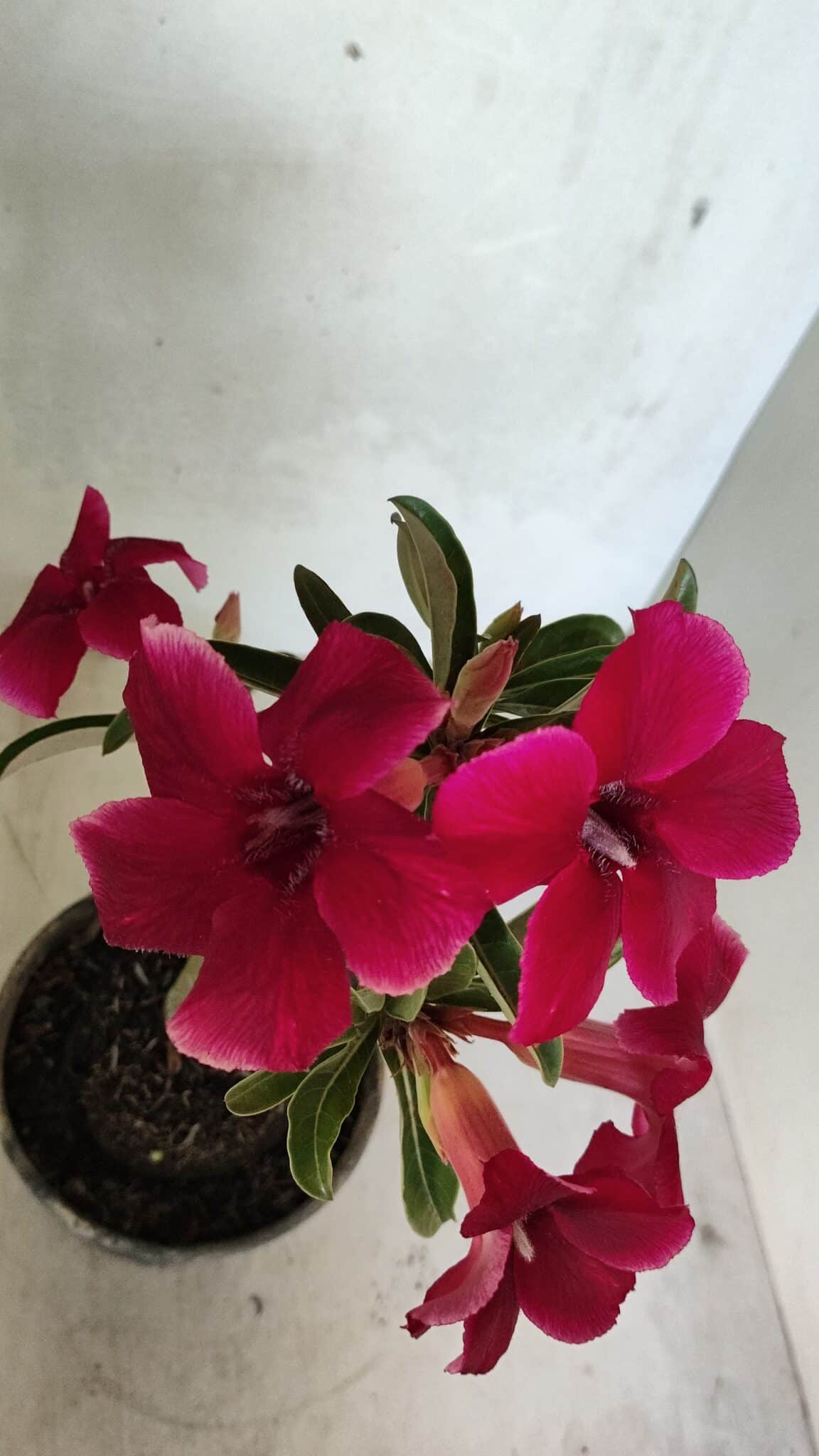 Planta Simples 3362 – 35cm – 03 anos - foto 5