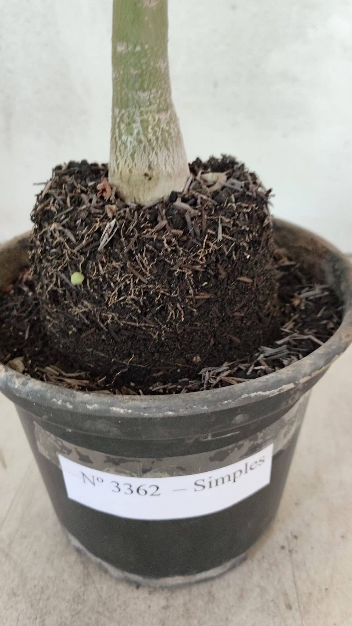 Planta Simples 3362 – 35cm – 03 anos - foto 8