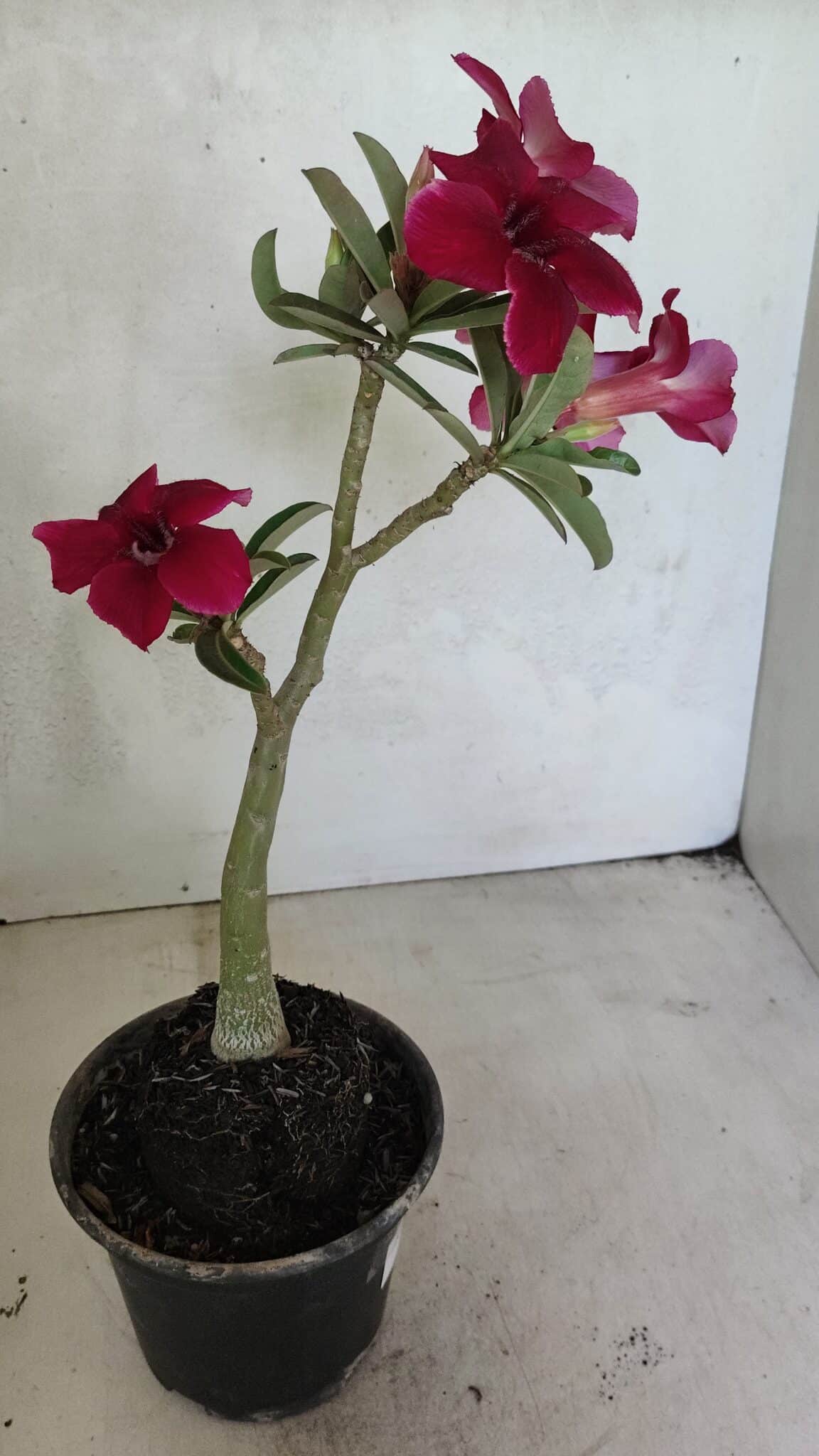 Planta Simples 3362 – 35cm – 03 anos - foto 7