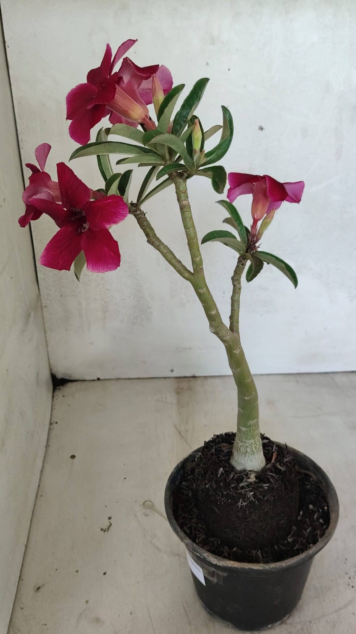Planta Simples 3362 – 35cm – 03 anos - foto 6