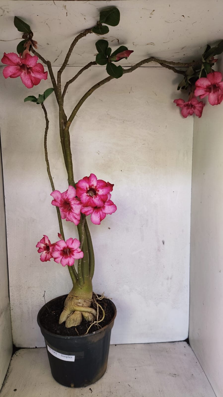 Planta Simples 3363 – 65cm – 05 anos - foto 2