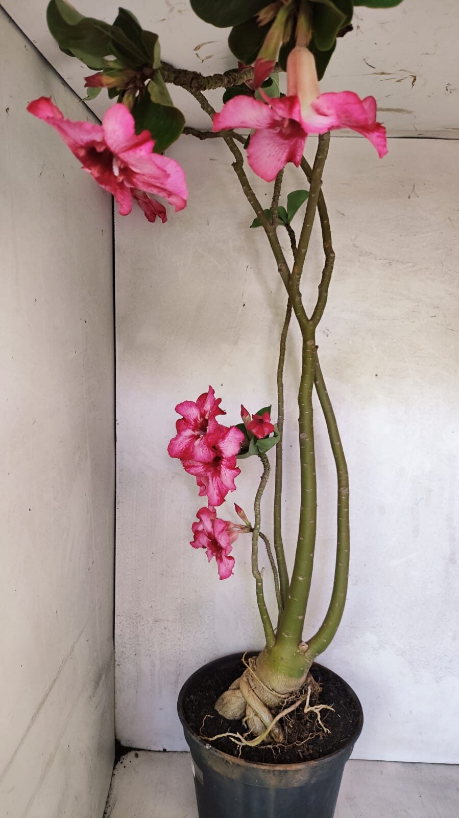 Planta Simples 3363 – 65cm – 05 anos - foto 5