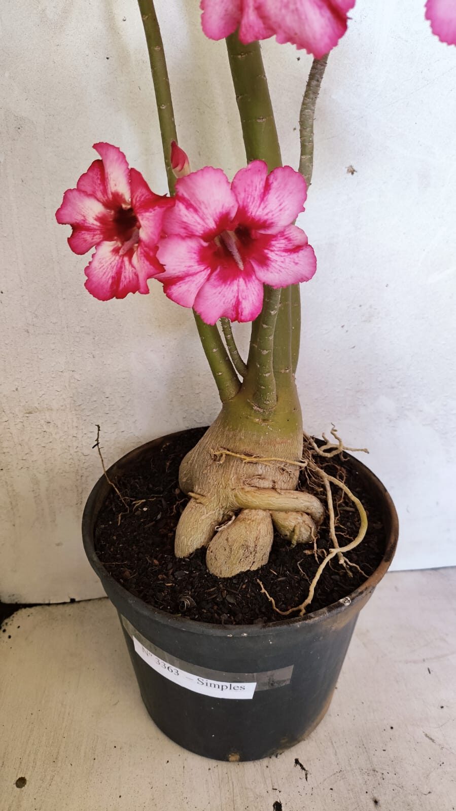 Planta Simples 3363 – 65cm – 05 anos - foto 4
