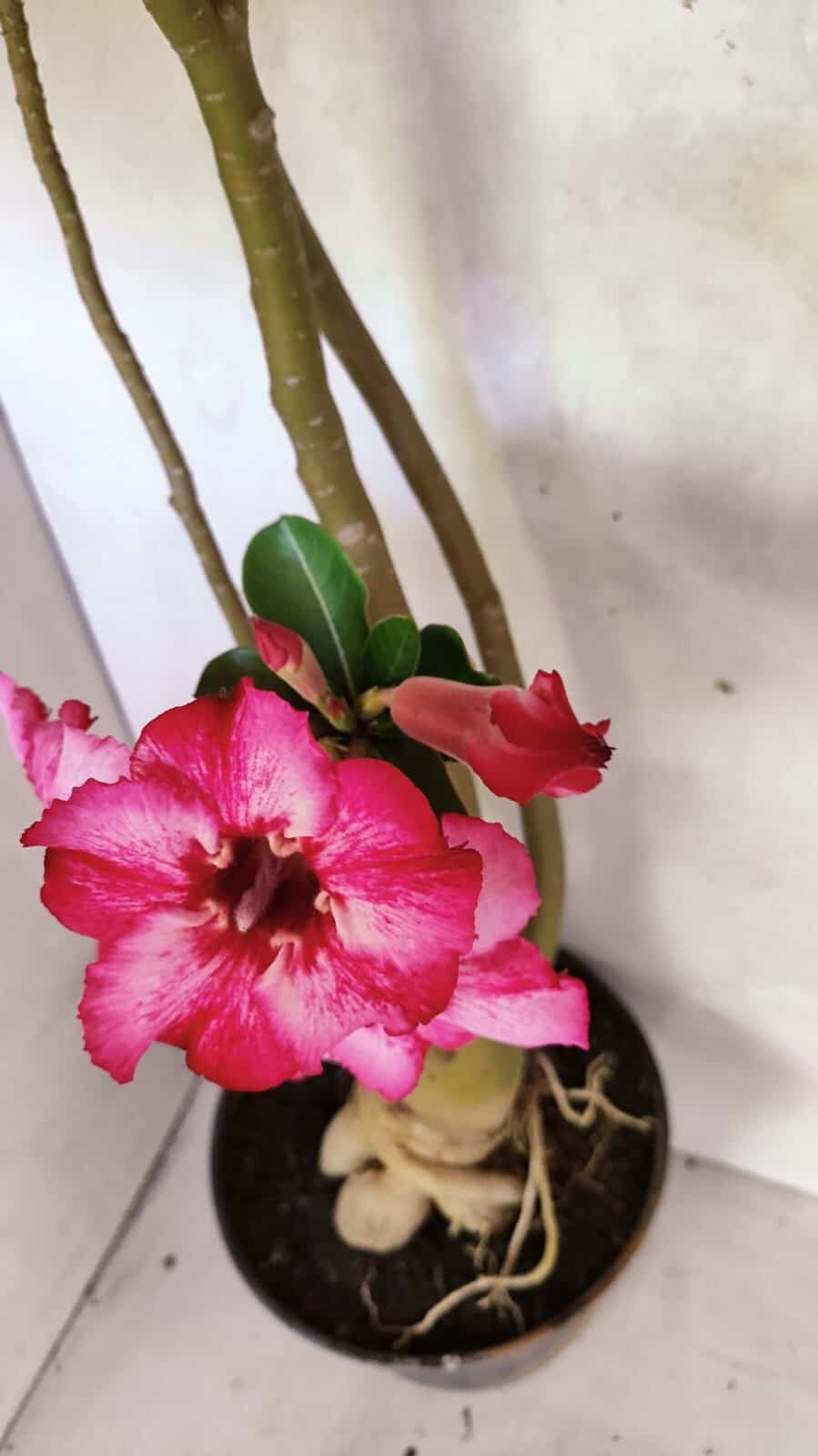 Planta Simples 3363 – 65cm – 05 anos - foto 6