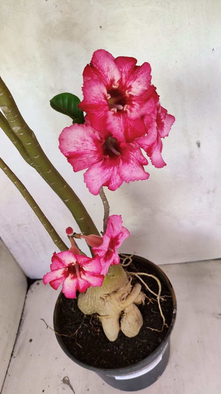 Planta Simples 3363 – 65cm – 05 anos - foto 7