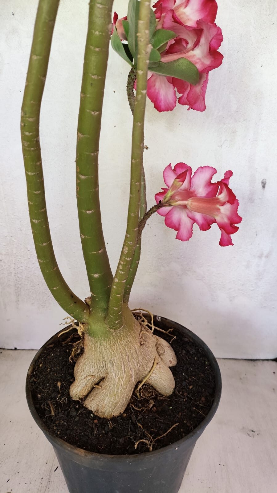 Planta Simples 3363 – 65cm – 05 anos - foto 8
