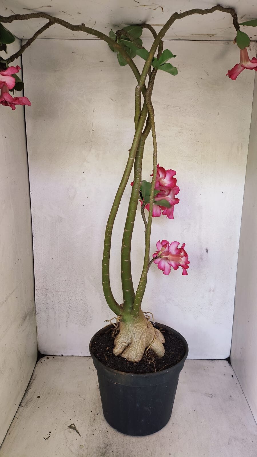 Planta Simples 3363 – 65cm – 05 anos - foto 9