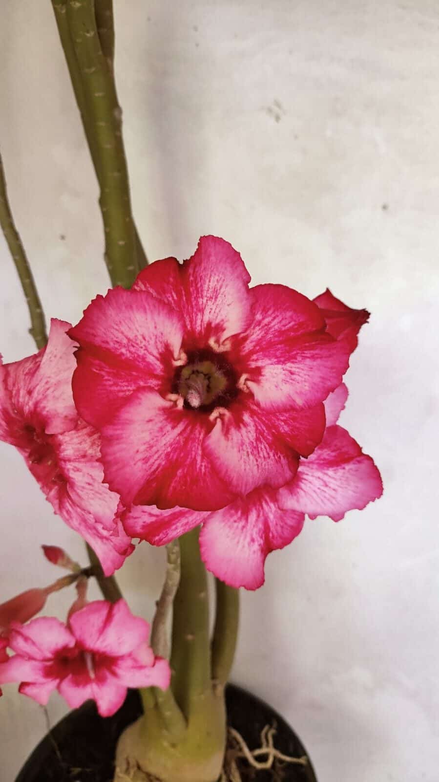 Planta Simples 3363 – 65cm – 05 anos - foto 3