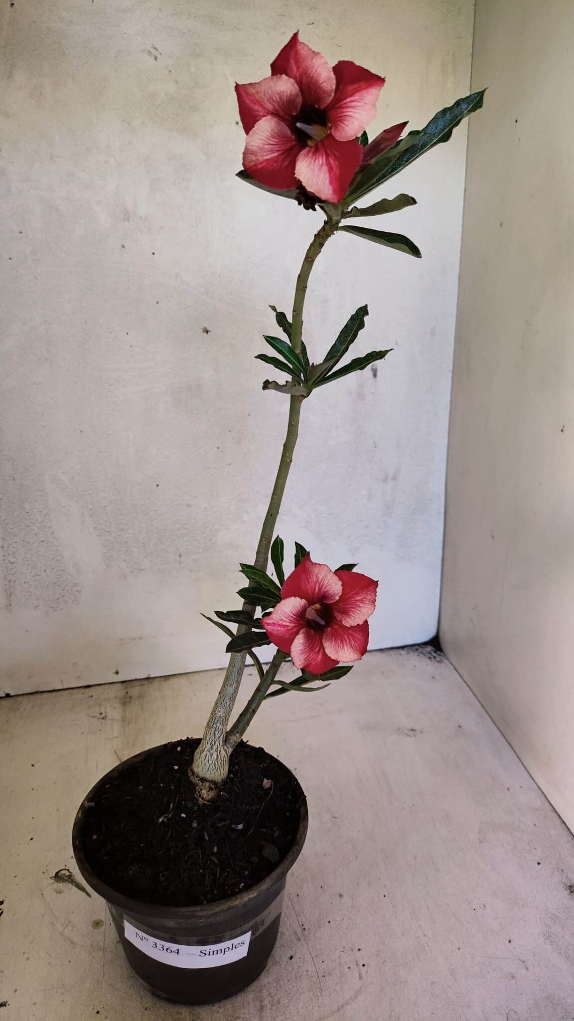 Planta Simples 3364 – 35cm – 03 anos - foto 2