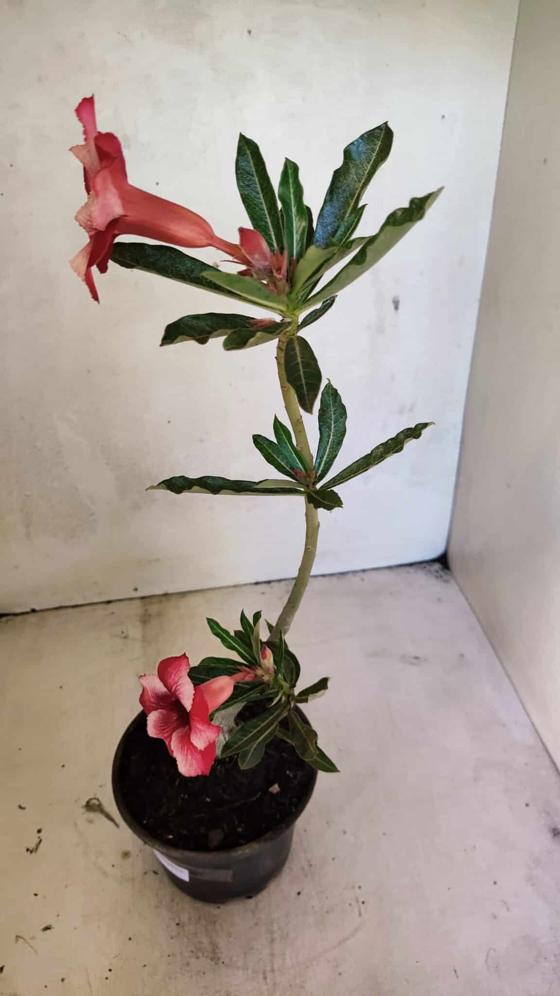 Planta Simples 3364 – 35cm – 03 anos - foto 7