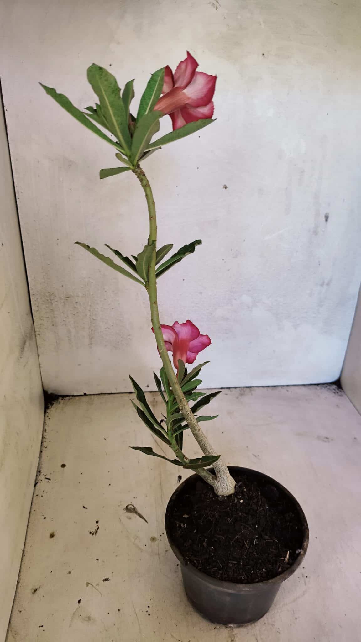 Planta Simples 3364 – 35cm – 03 anos - foto 6