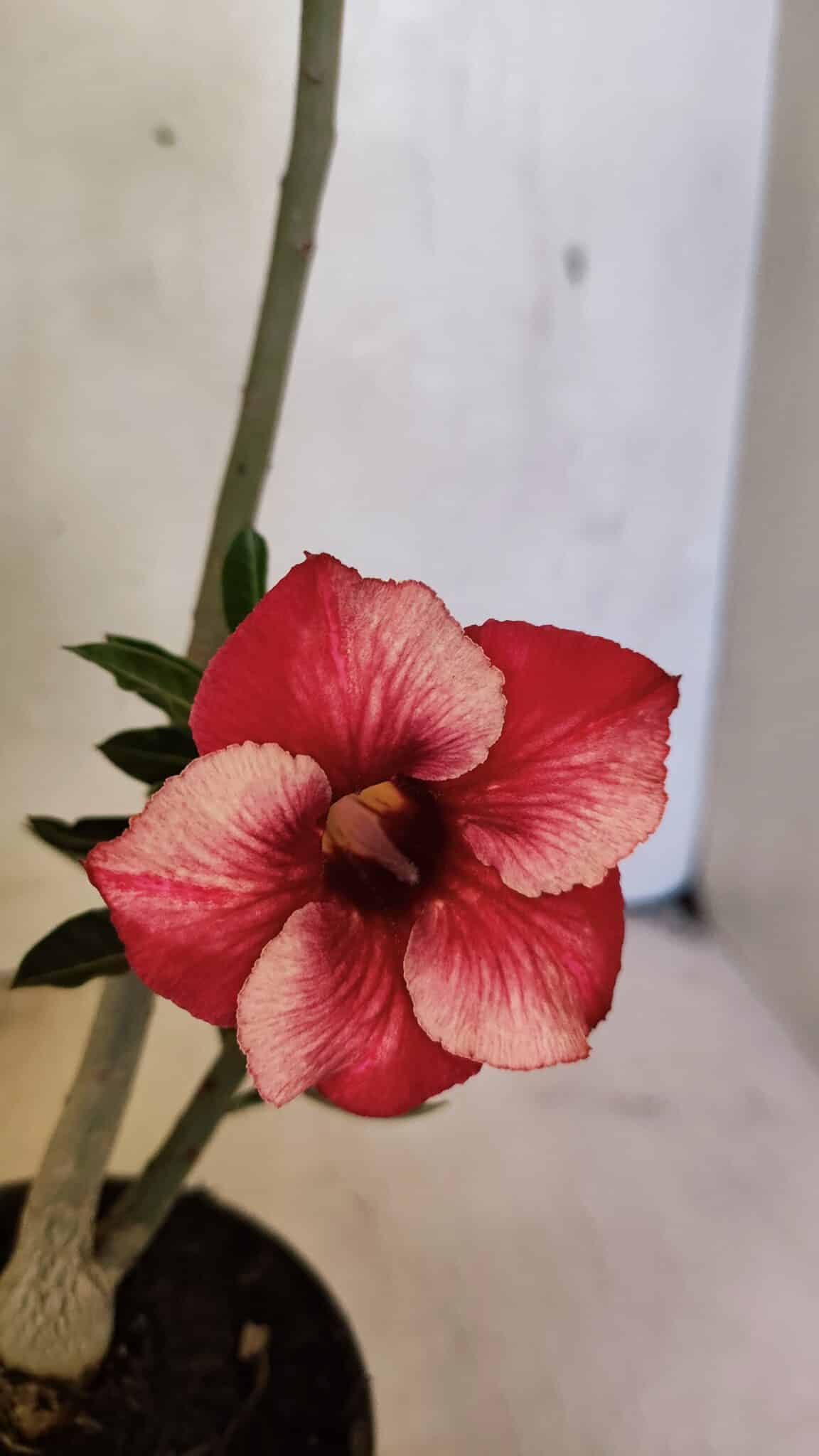 Planta Simples 3364 – 35cm – 03 anos - foto 4