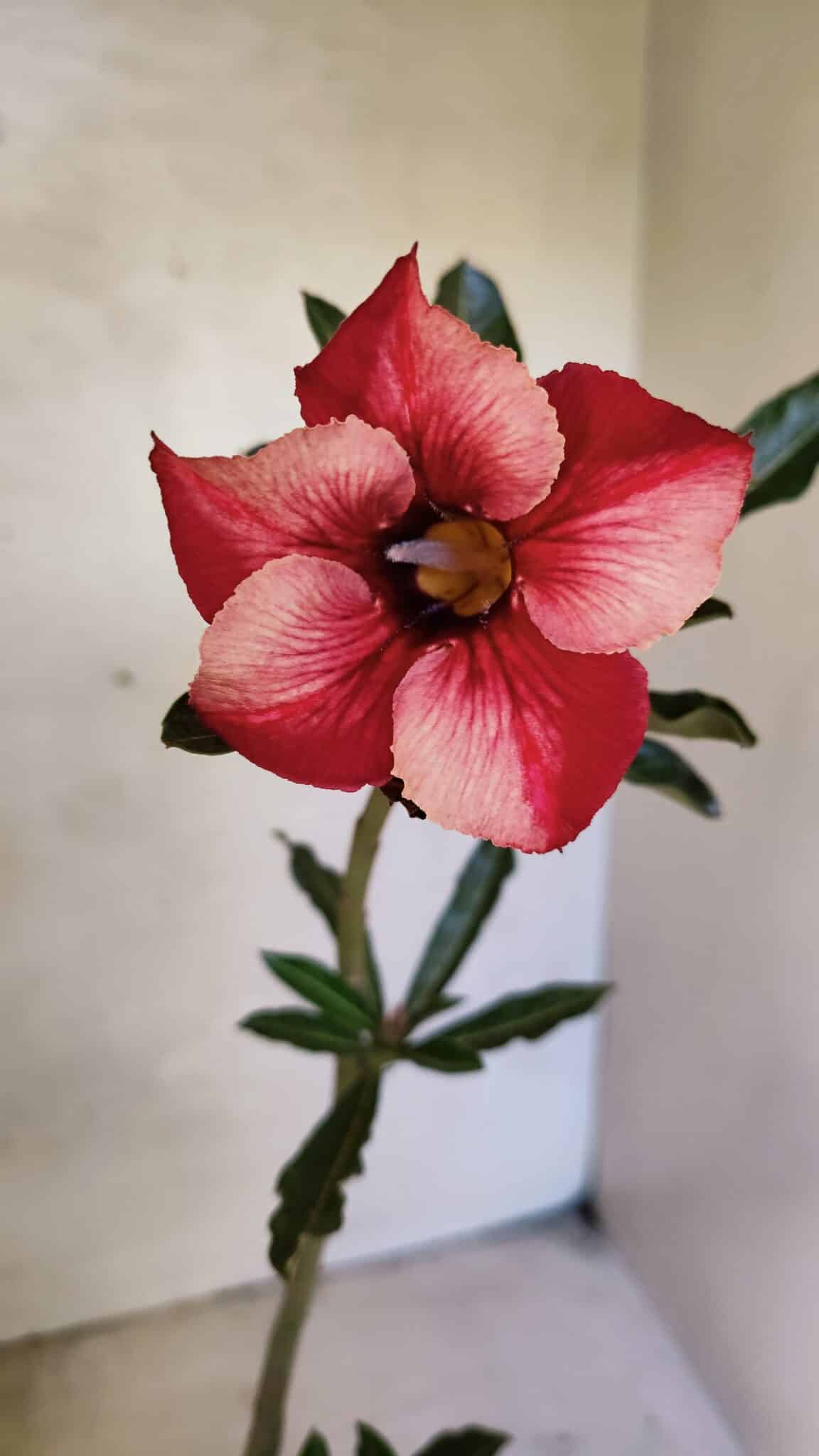 Planta Simples 3364 – 35cm – 03 anos - foto 3