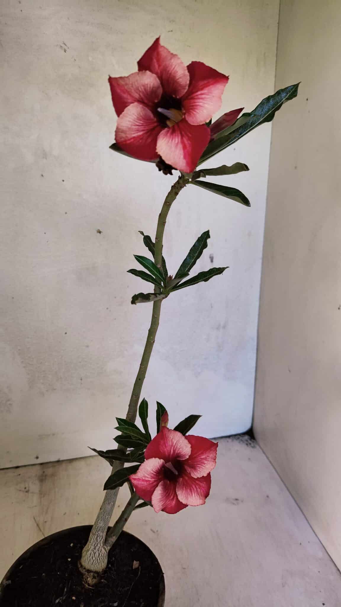 Planta Simples 3364 – 35cm – 03 anos - foto 5