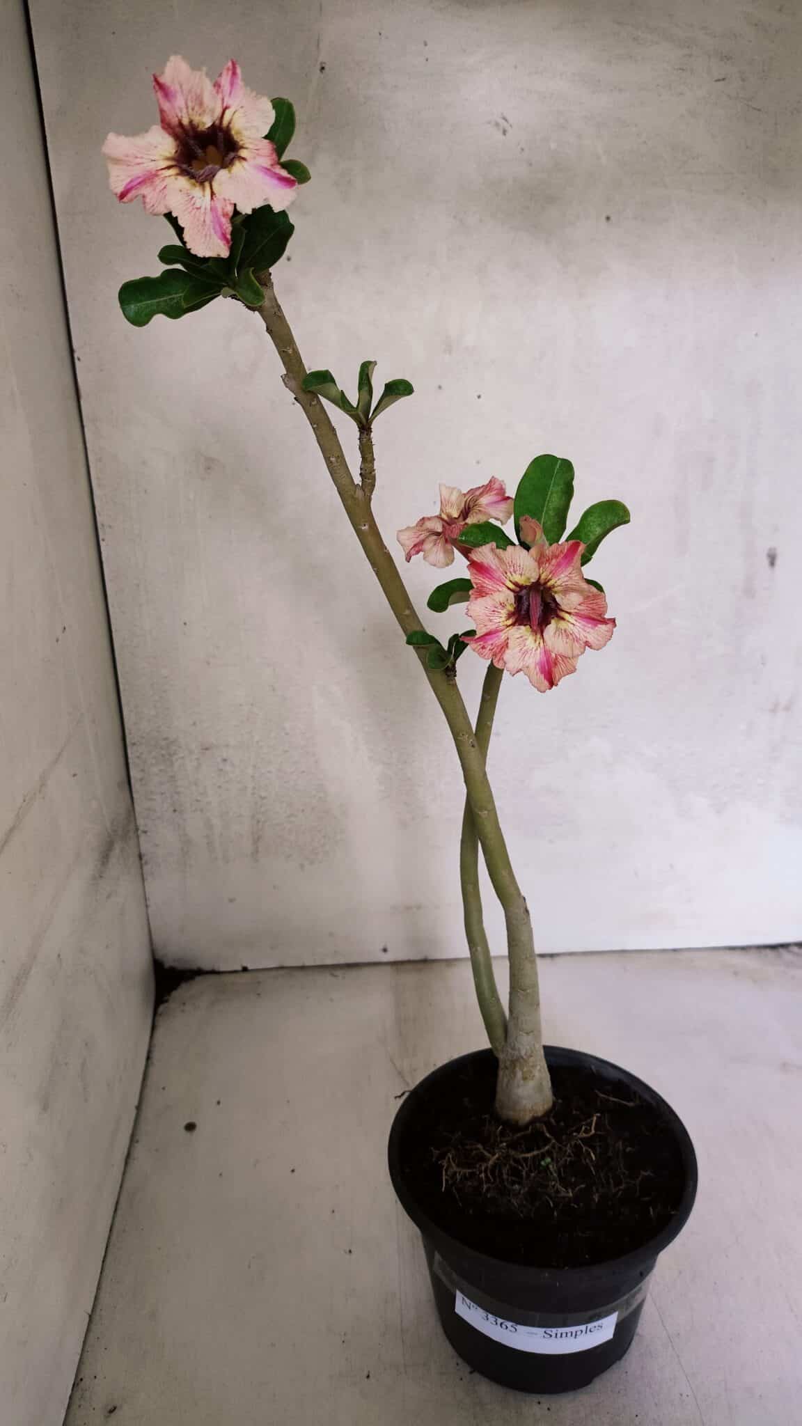 Planta Simples 3365 – 35cm – 03 anos - foto 2