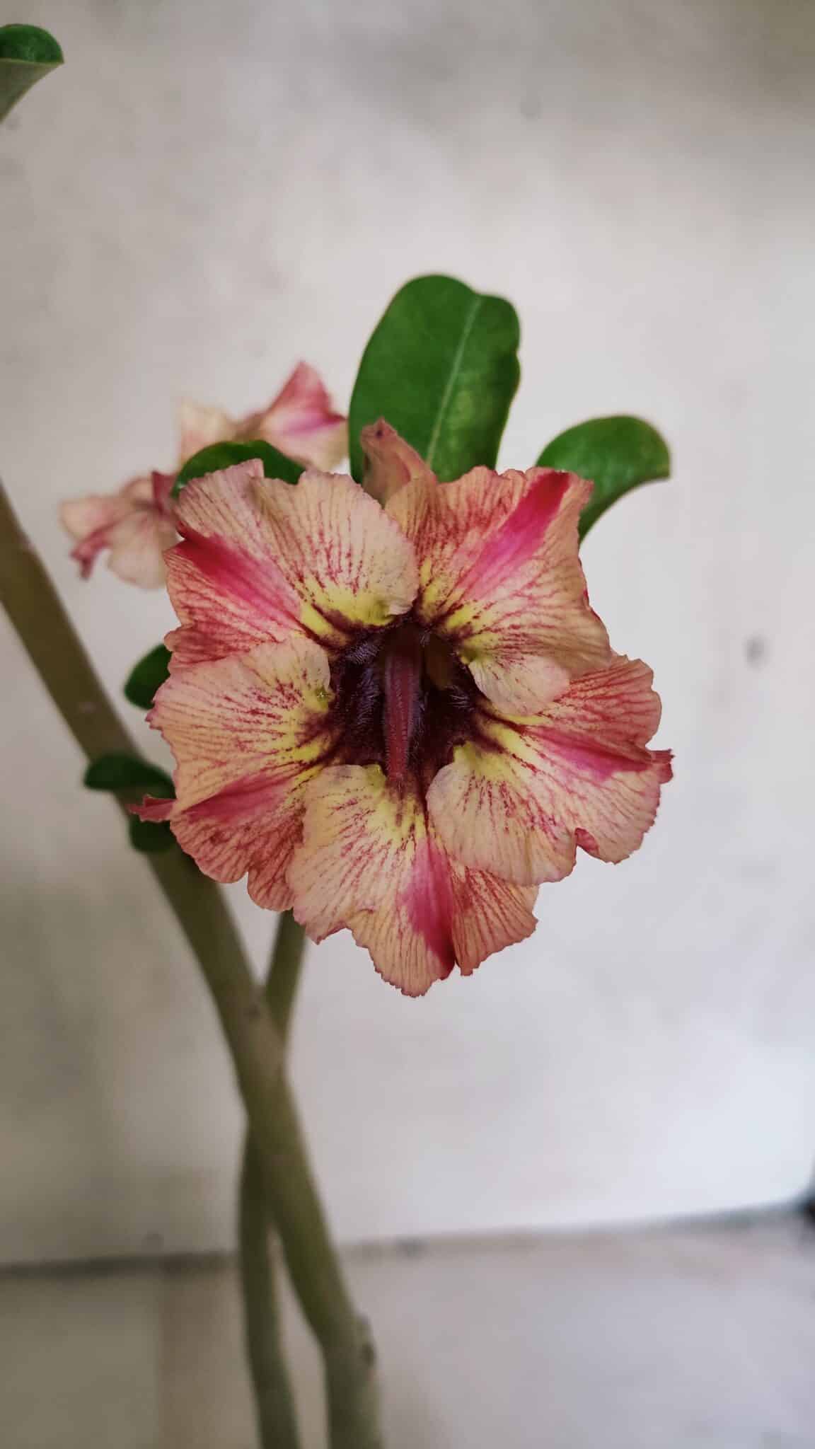 Planta Simples 3365 – 35cm – 03 anos - foto 3