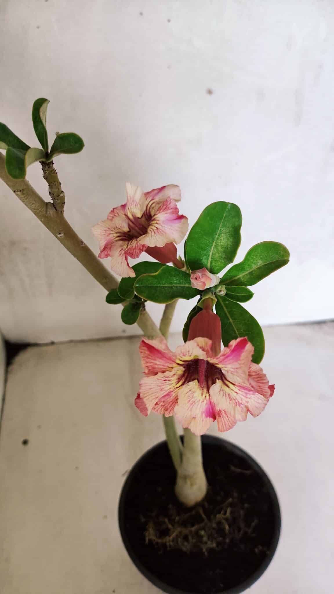 Planta Simples 3365 – 35cm – 03 anos - foto 4