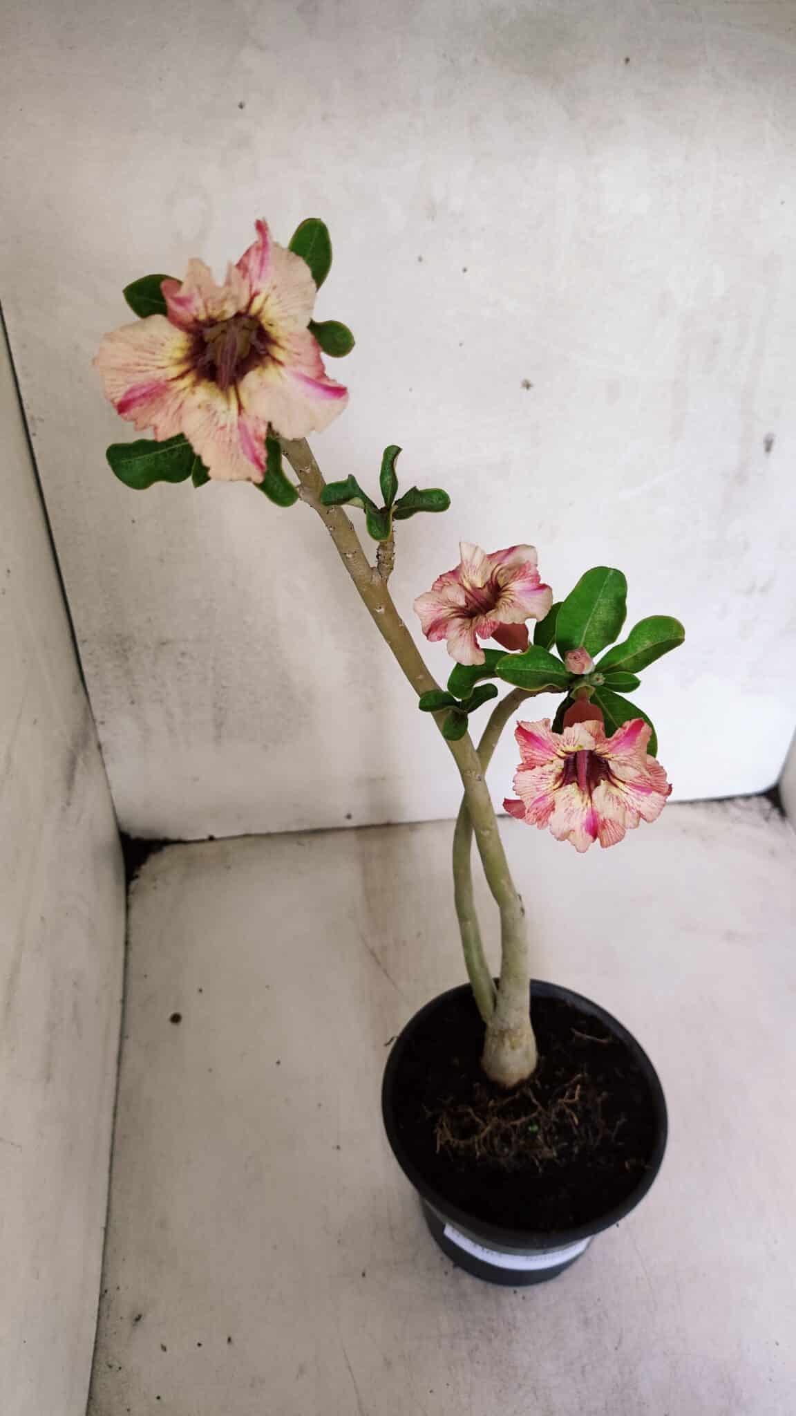Planta Simples 3365 – 35cm – 03 anos - foto 5