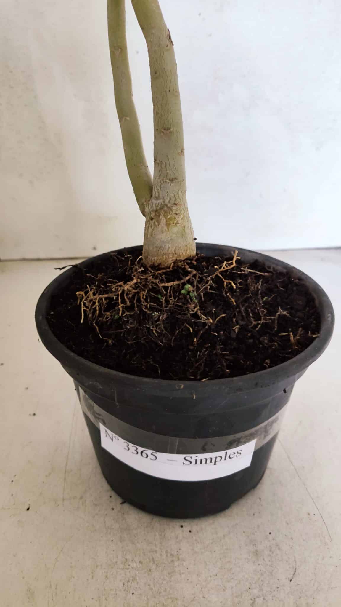 Planta Simples 3365 – 35cm – 03 anos - foto 8