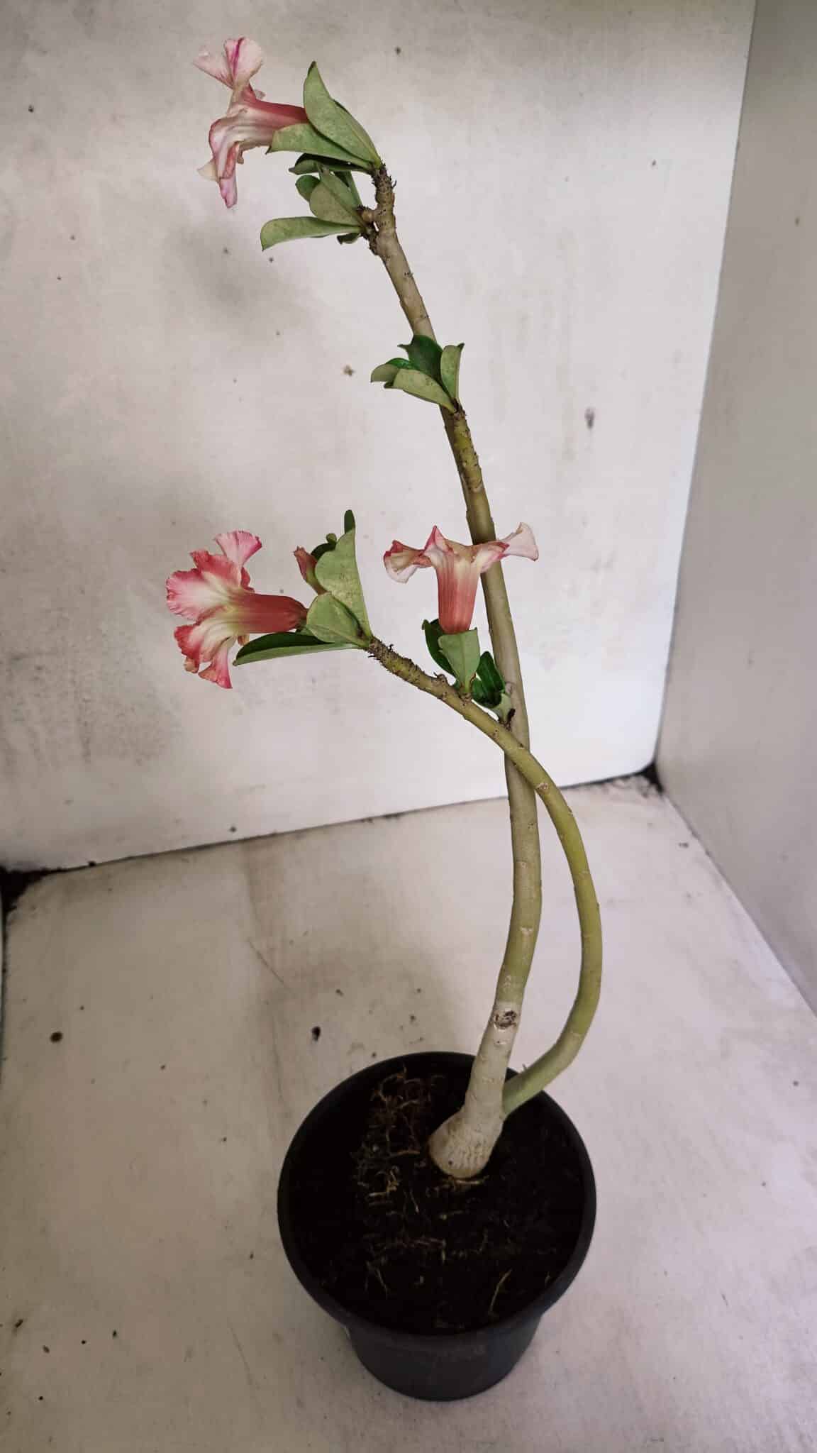 Planta Simples 3365 – 35cm – 03 anos - foto 7