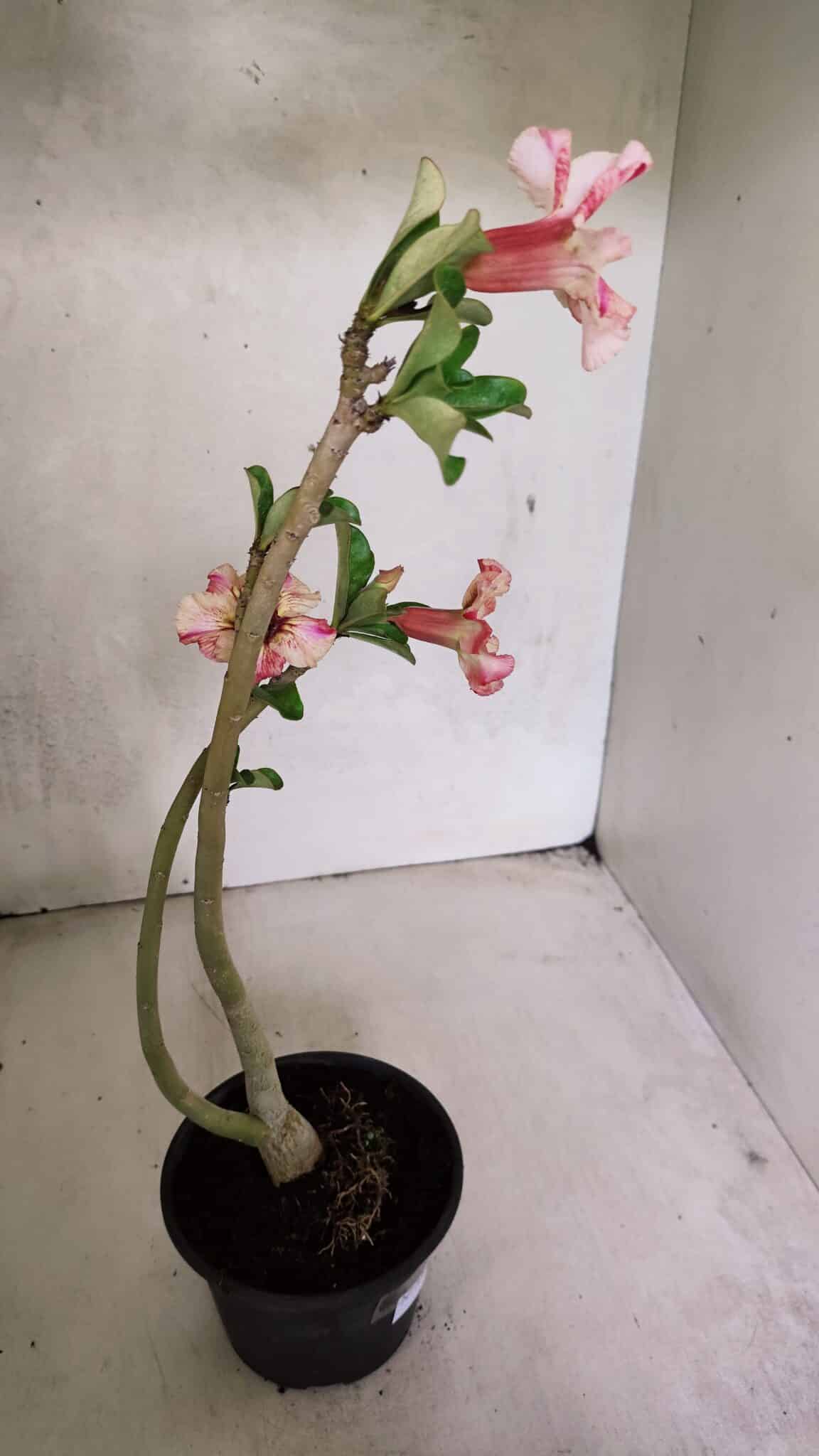 Planta Simples 3365 – 35cm – 03 anos - foto 6