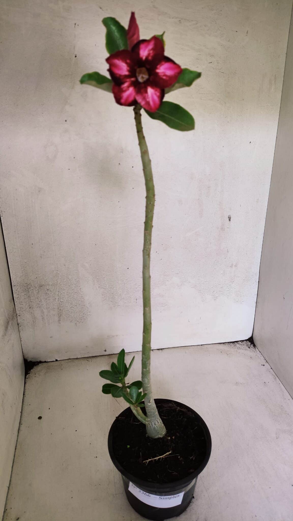 Planta Simples 3366 – 35cm – 03 anos - foto 2