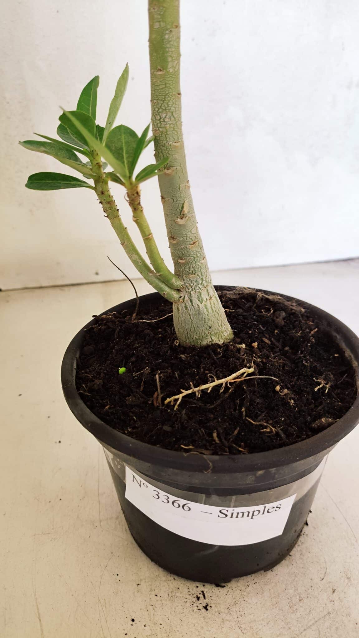 Planta Simples 3366 – 35cm – 03 anos - foto 7