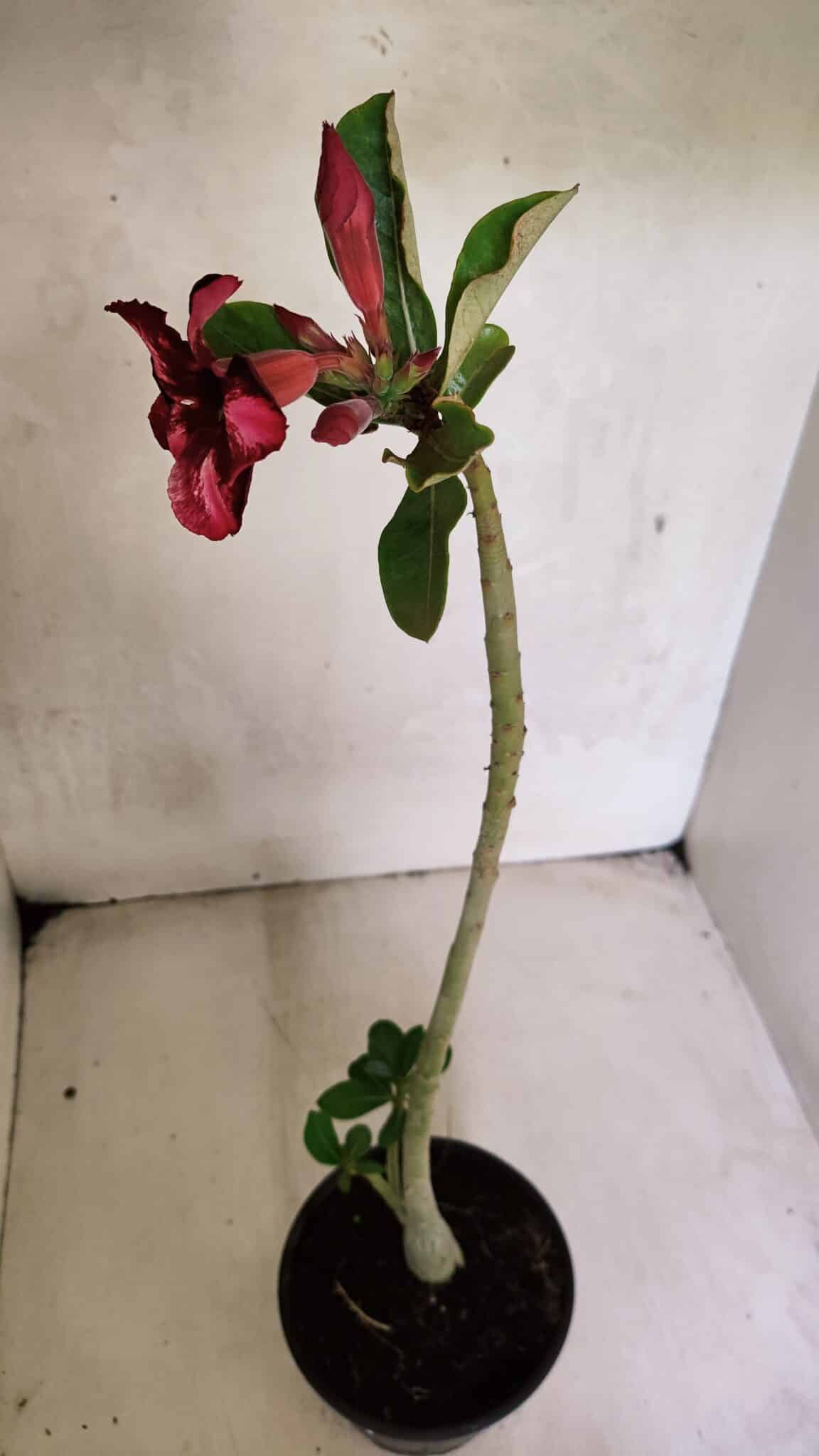 Planta Simples 3366 – 35cm – 03 anos - foto 5