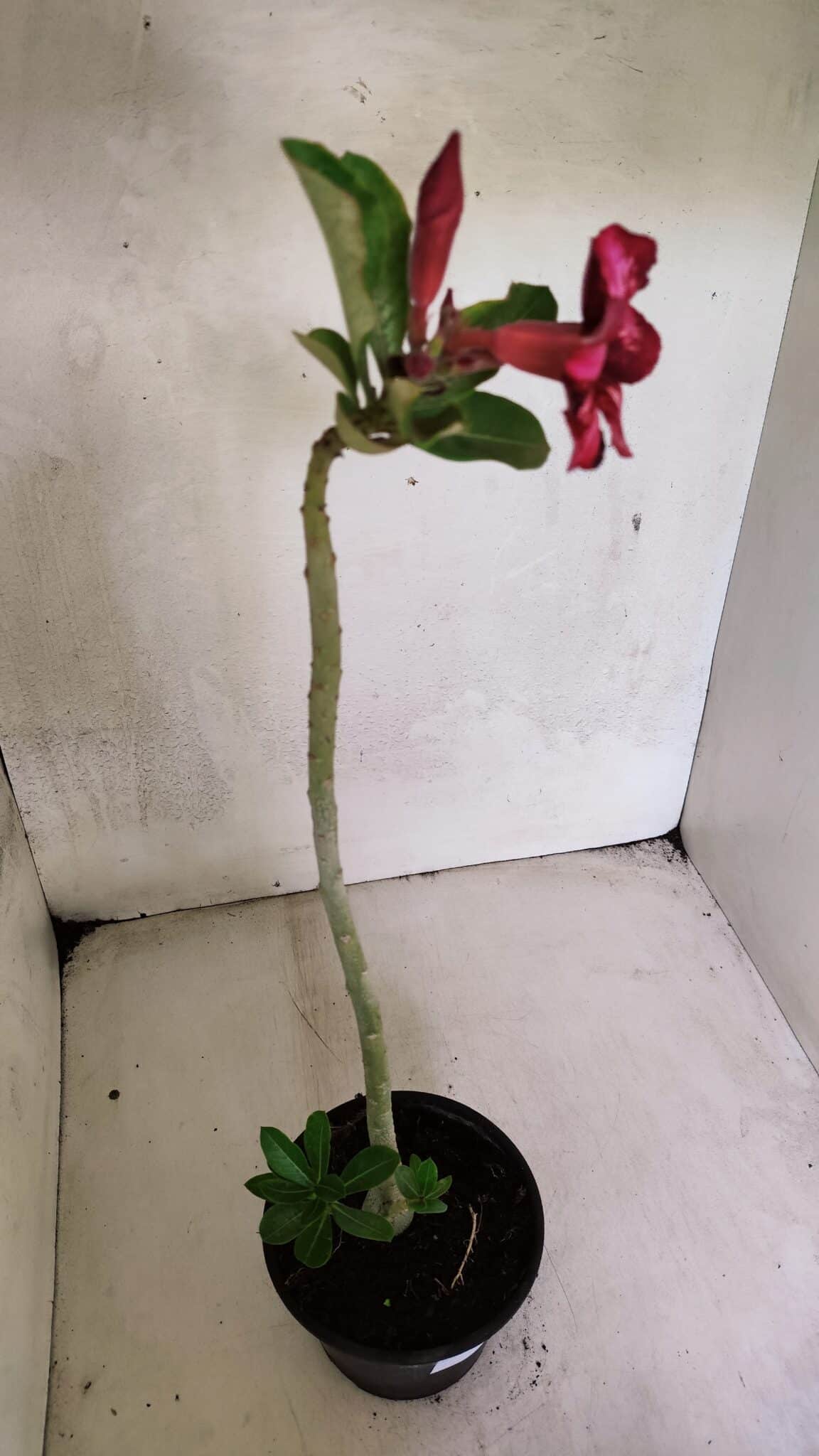 Planta Simples 3366 – 35cm – 03 anos - foto 6