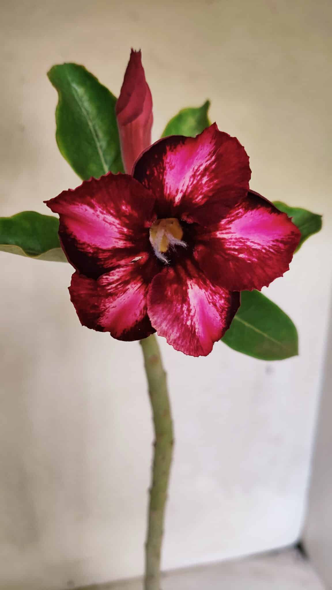 Planta Simples 3366 – 35cm – 03 anos - foto 3