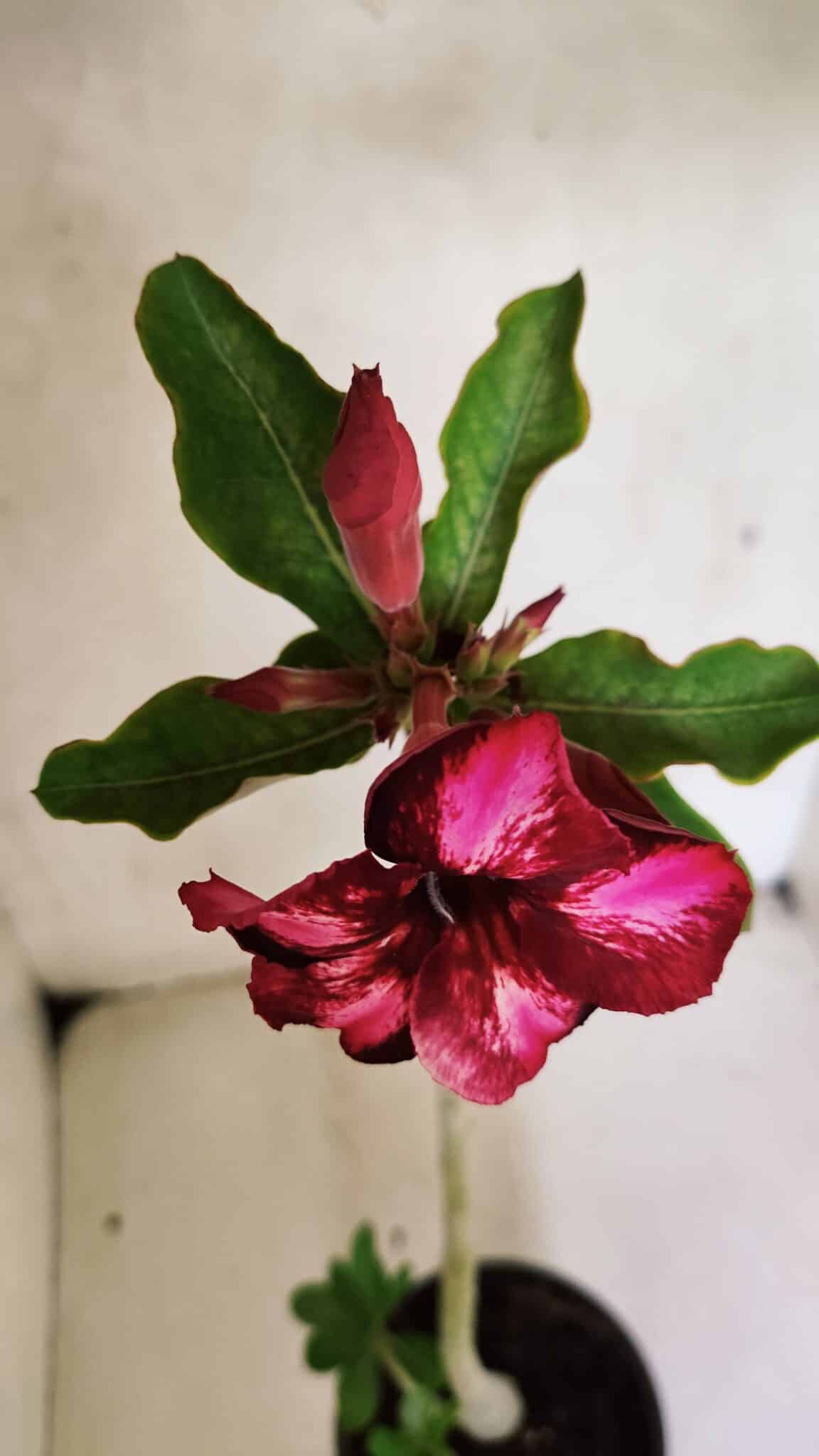 Planta Simples 3366 – 35cm – 03 anos - foto 4
