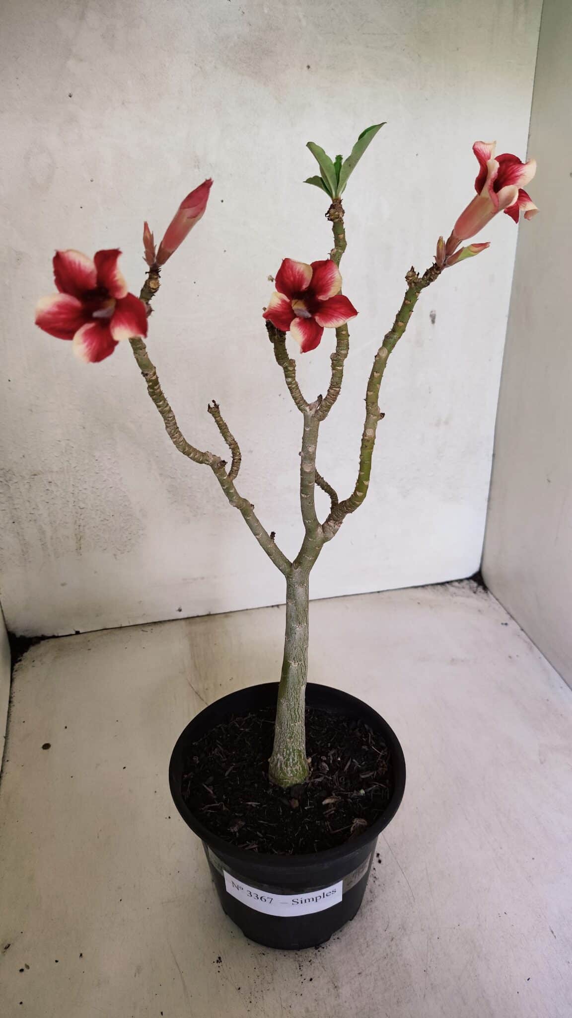 Planta Simples 3367 – 35cm – 03 anos - foto 2
