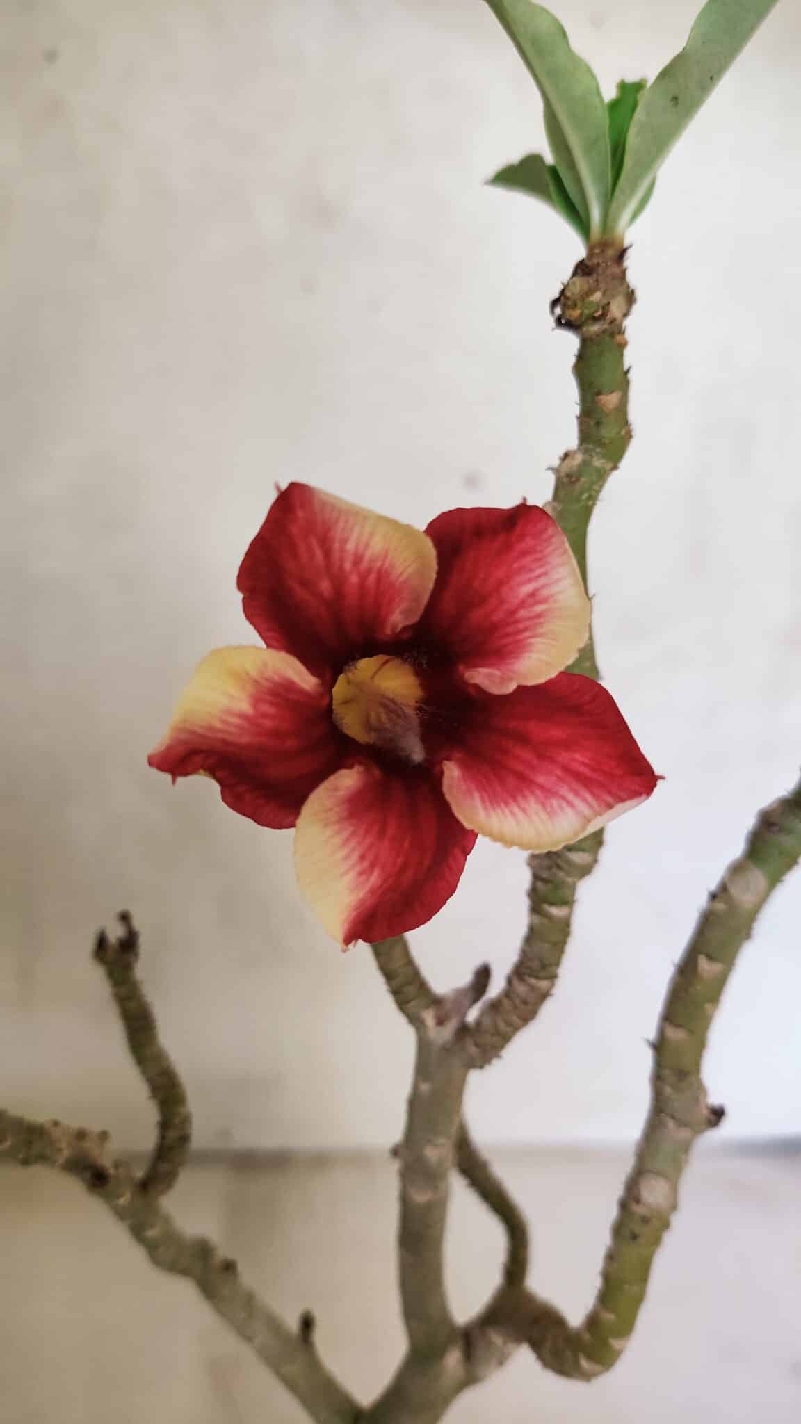 Planta Simples 3367 – 35cm – 03 anos - foto 4