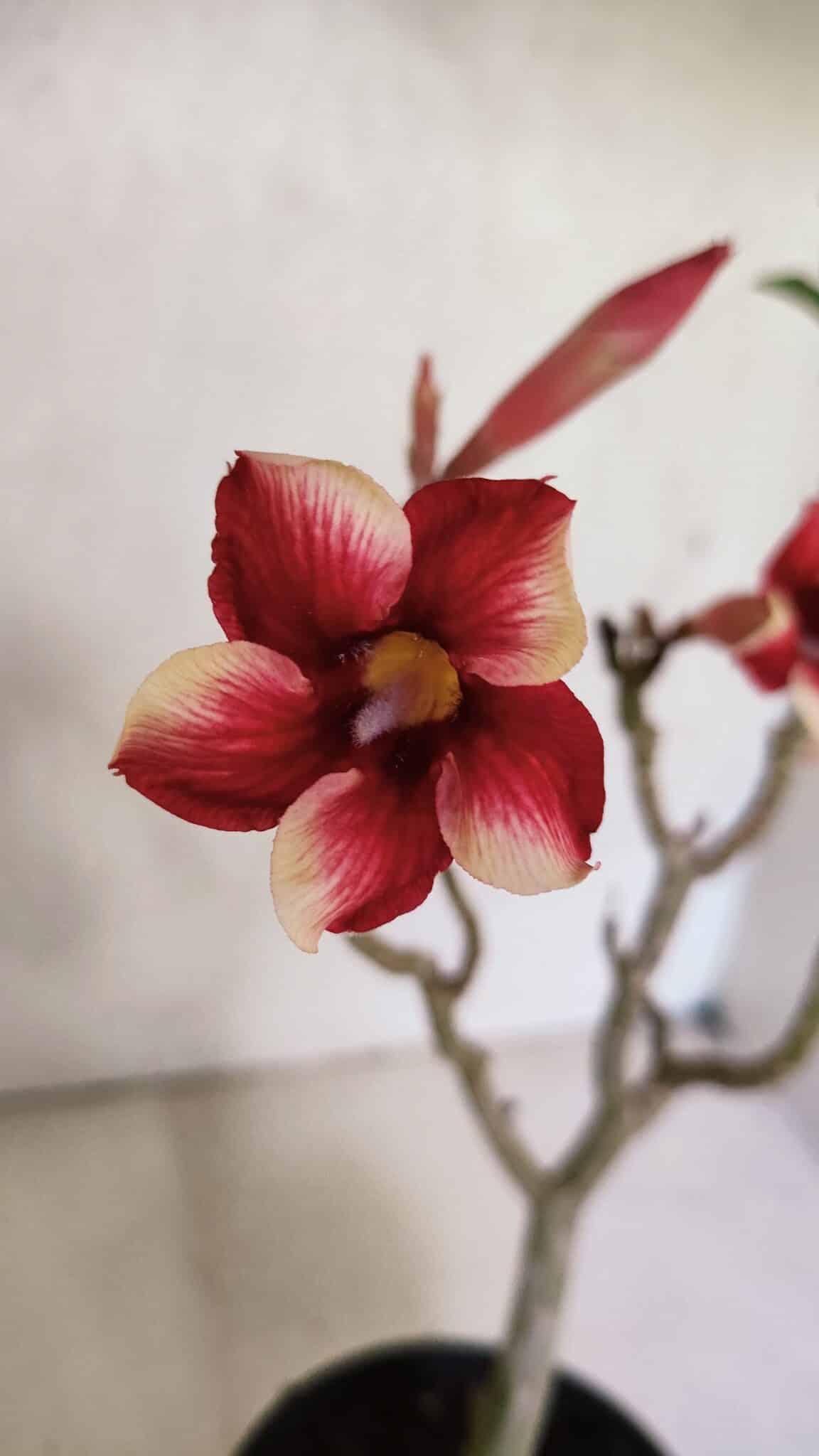 Planta Simples 3367 – 35cm – 03 anos - foto 3