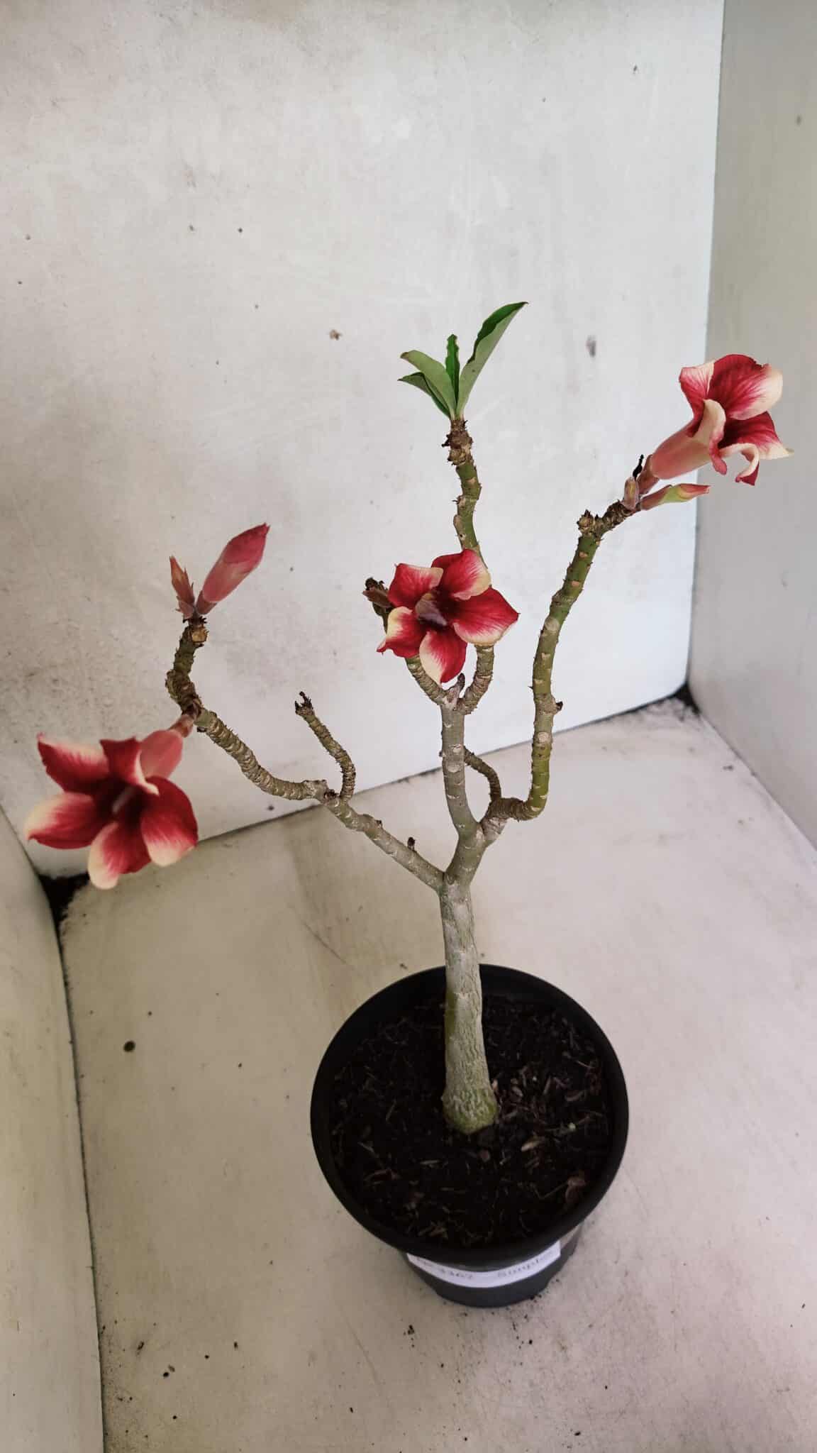 Planta Simples 3367 – 35cm – 03 anos - foto 7