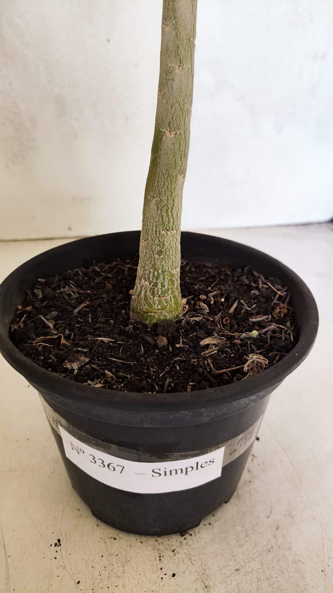 Planta Simples 3367 – 35cm – 03 anos - foto 6