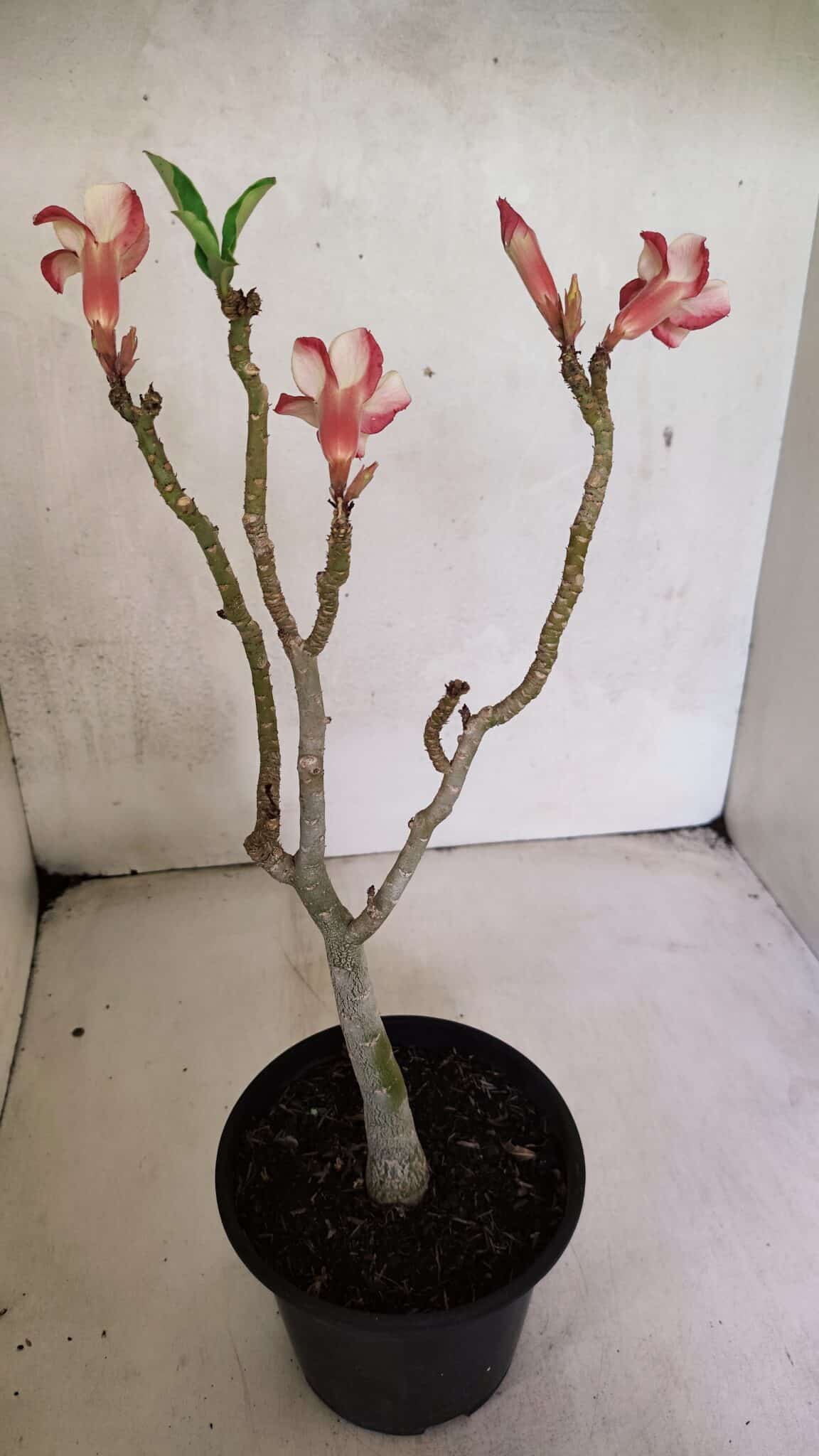 Planta Simples 3367 – 35cm – 03 anos - foto 5