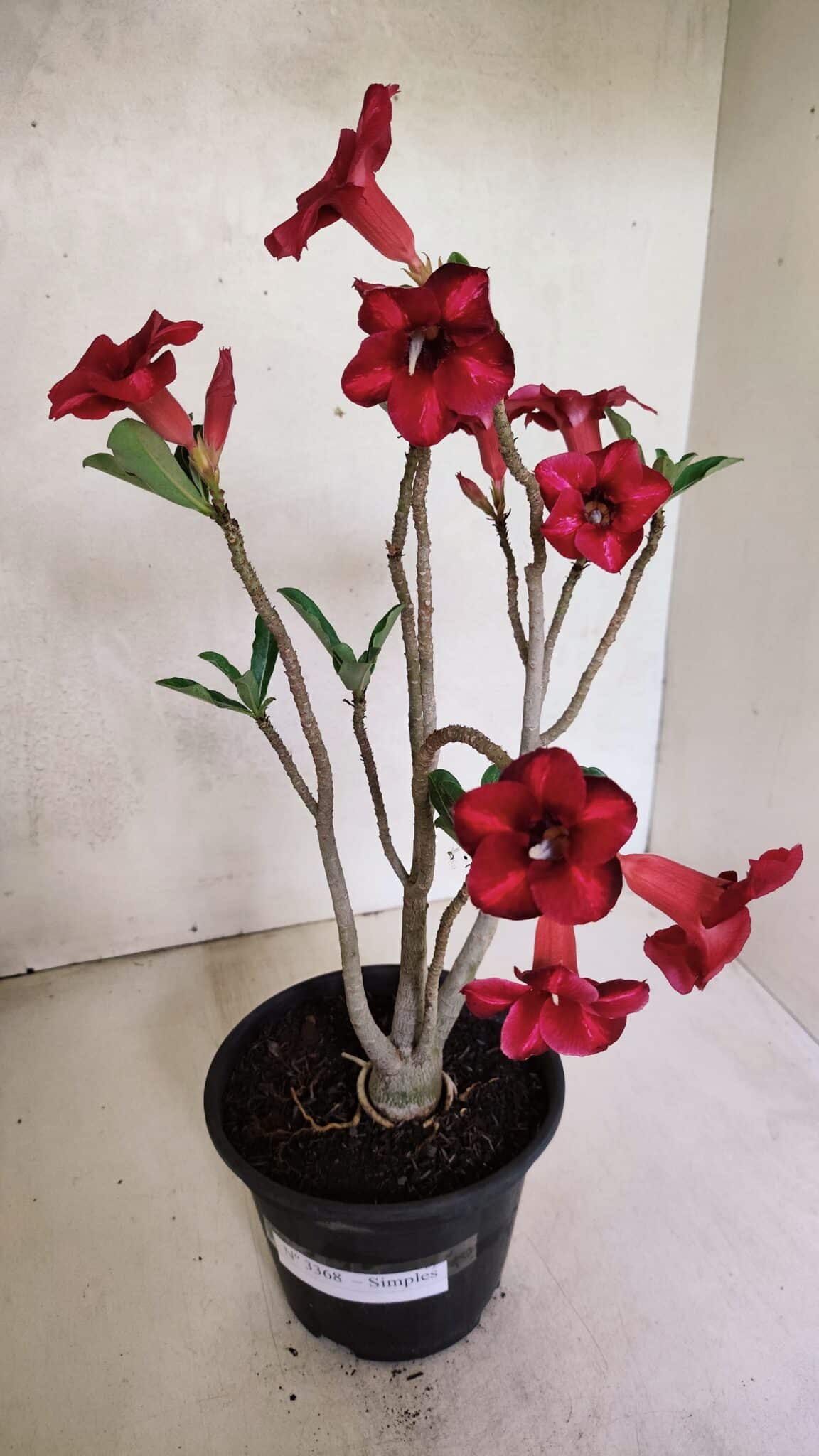 Planta Simples 3368 – 35cm – 03 anos - foto 2