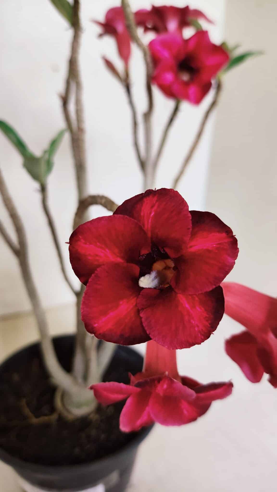 Planta Simples 3368 – 35cm – 03 anos - foto 3