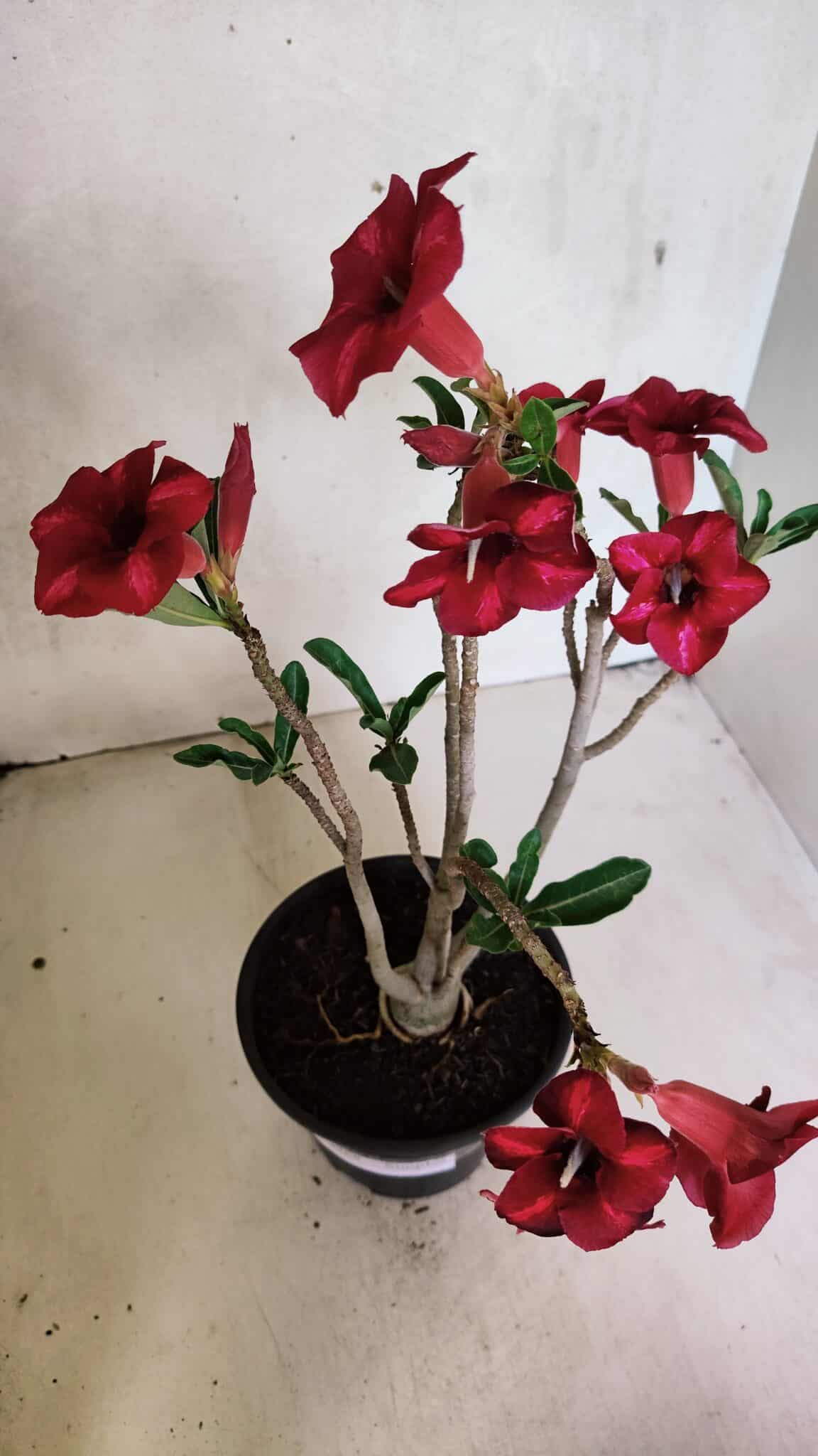 Planta Simples 3368 – 35cm – 03 anos - foto 4