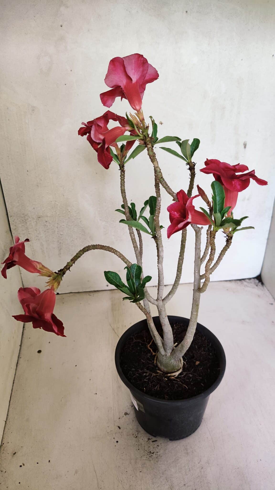 Planta Simples 3368 – 35cm – 03 anos - foto 7
