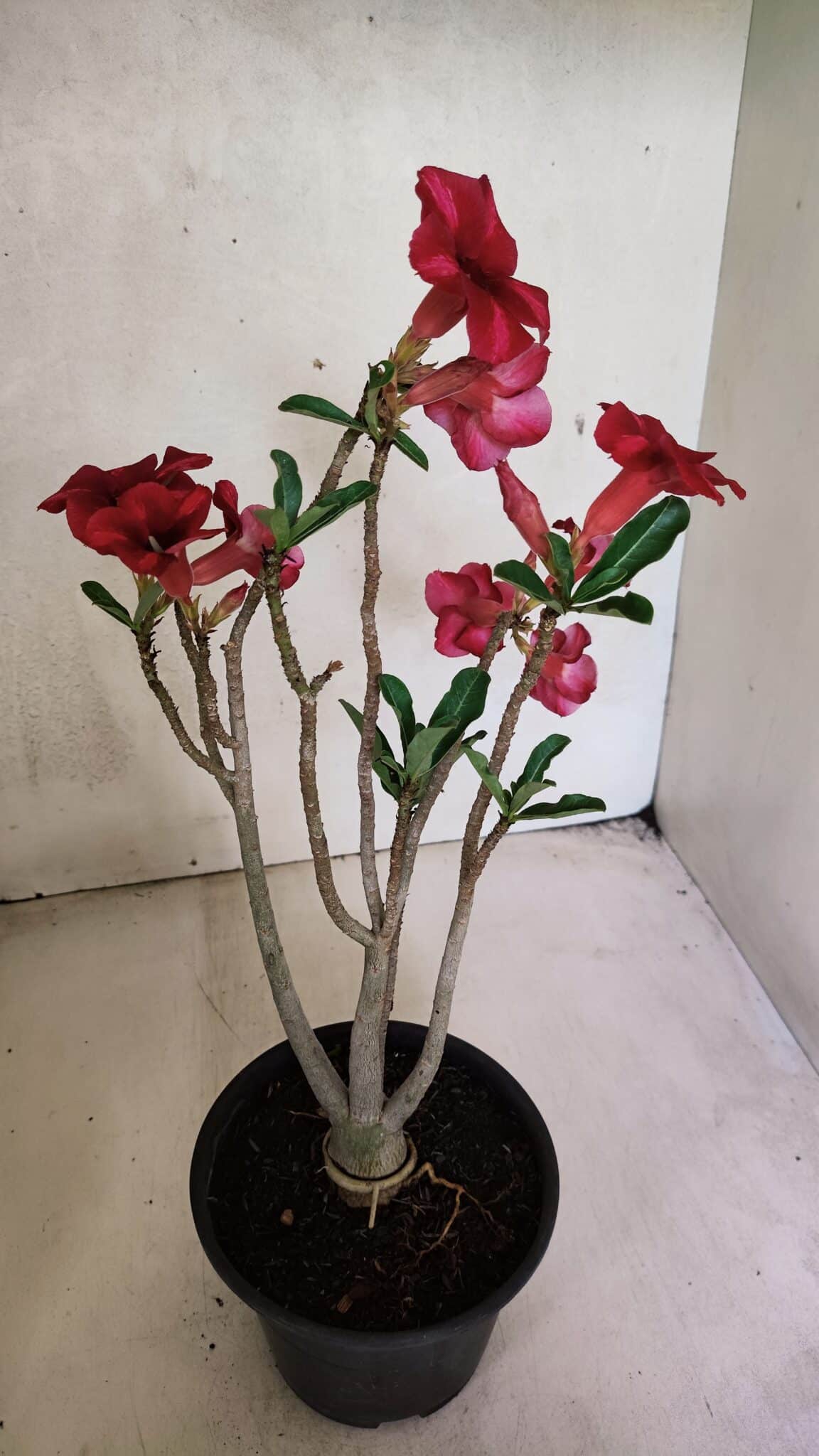Planta Simples 3368 – 35cm – 03 anos - foto 5