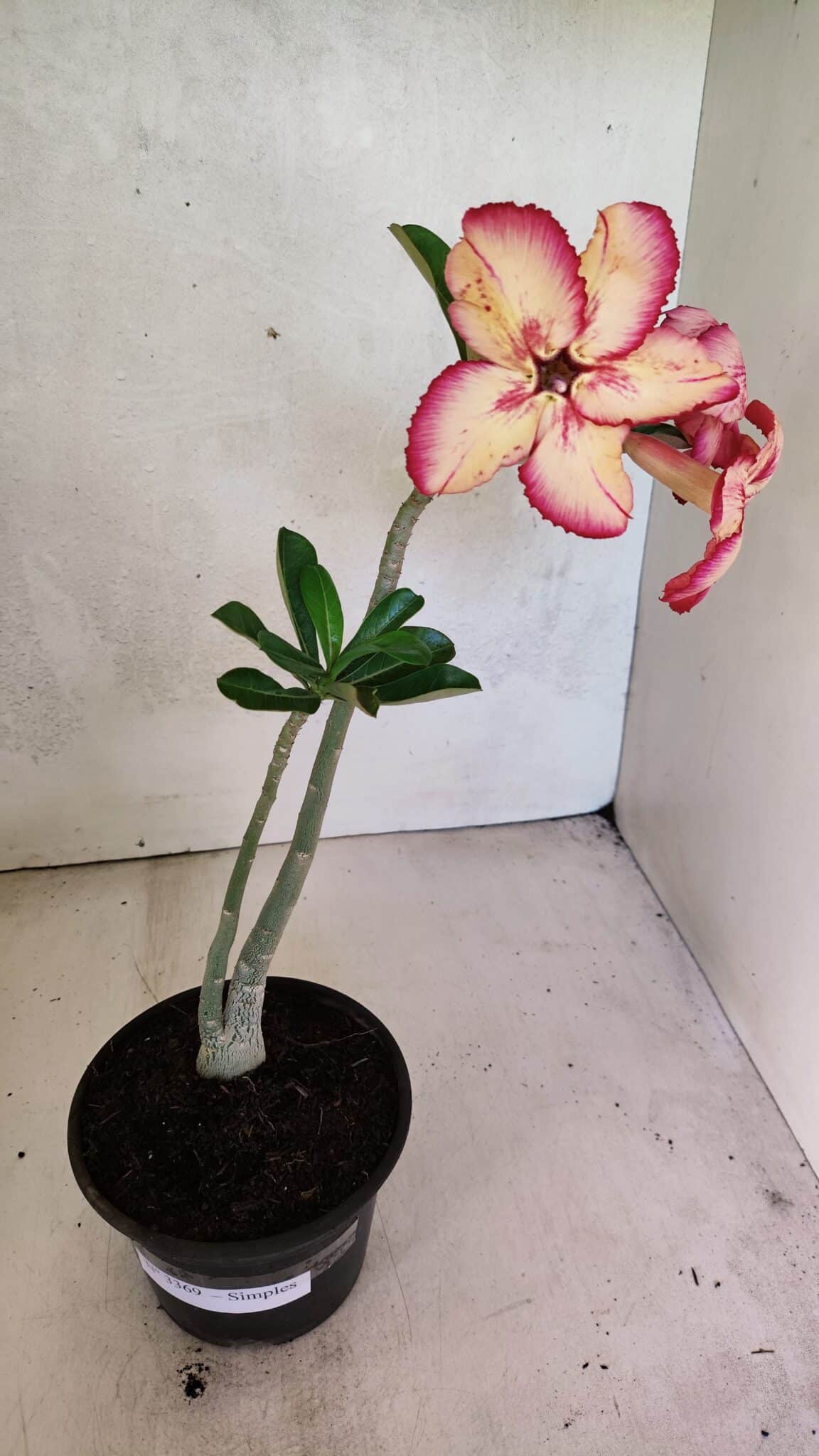 Planta Simples 3369 – 30cm – 02 anos - foto 2