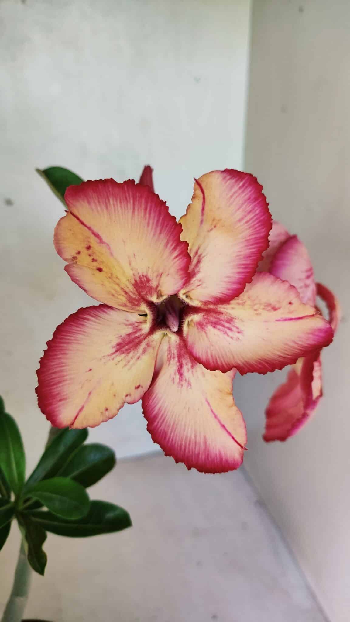 Planta Simples 3369 – 30cm – 02 anos - foto 3