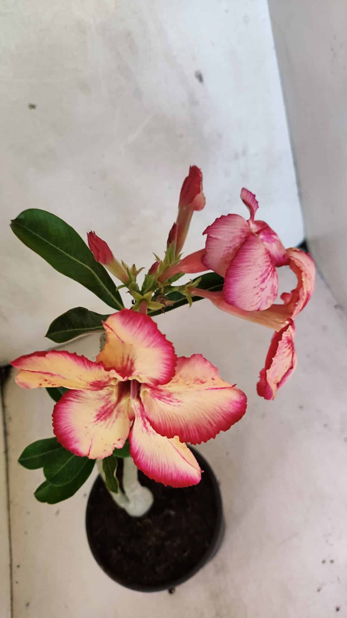 Planta Simples 3369 – 30cm – 02 anos - foto 4