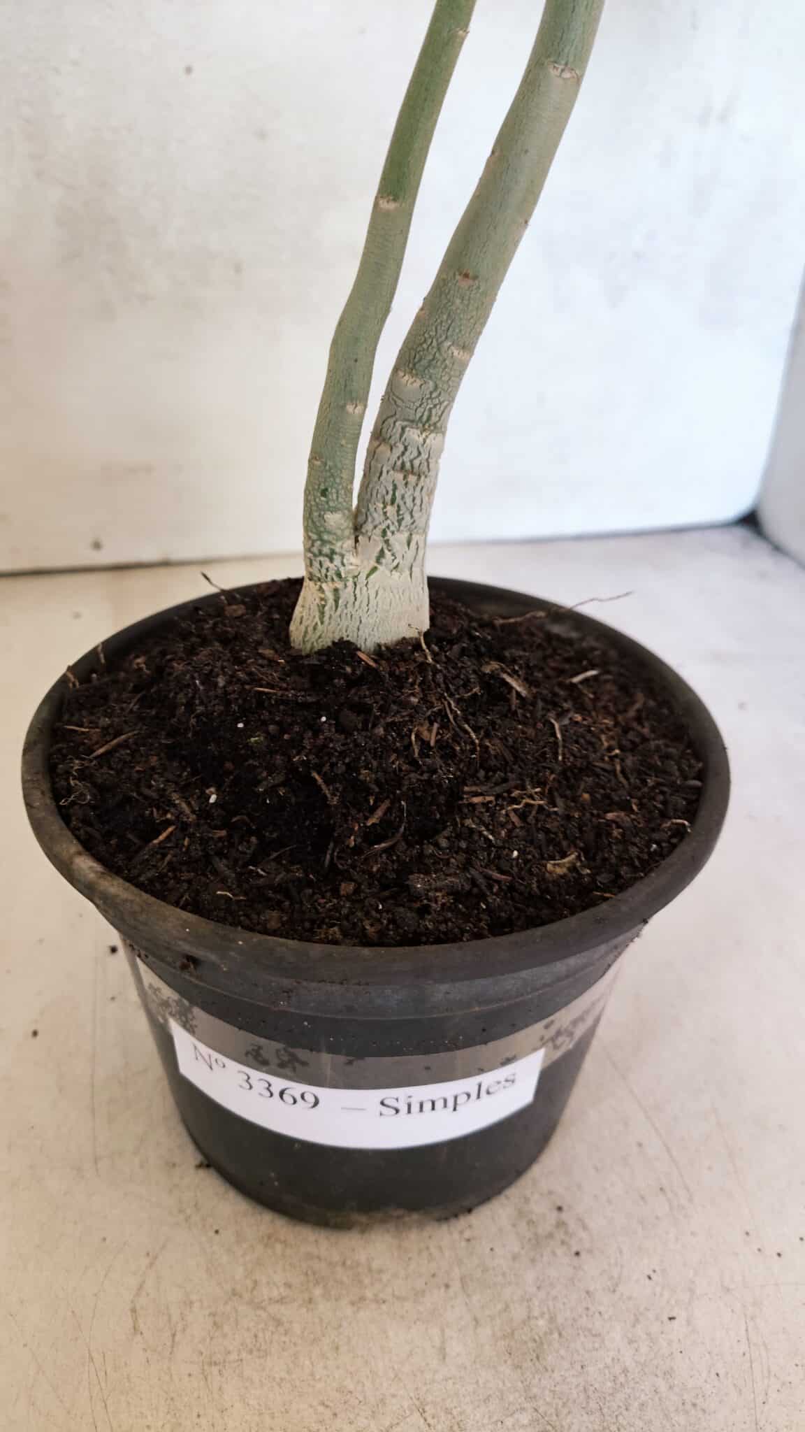 Planta Simples 3369 – 30cm – 02 anos - foto 7
