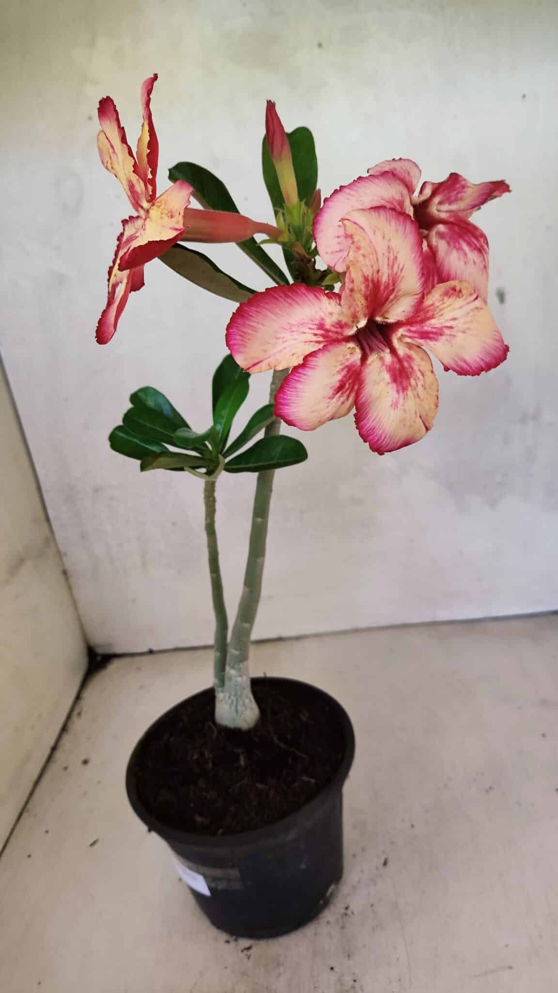 Planta Simples 3369 – 30cm – 02 anos - foto 6