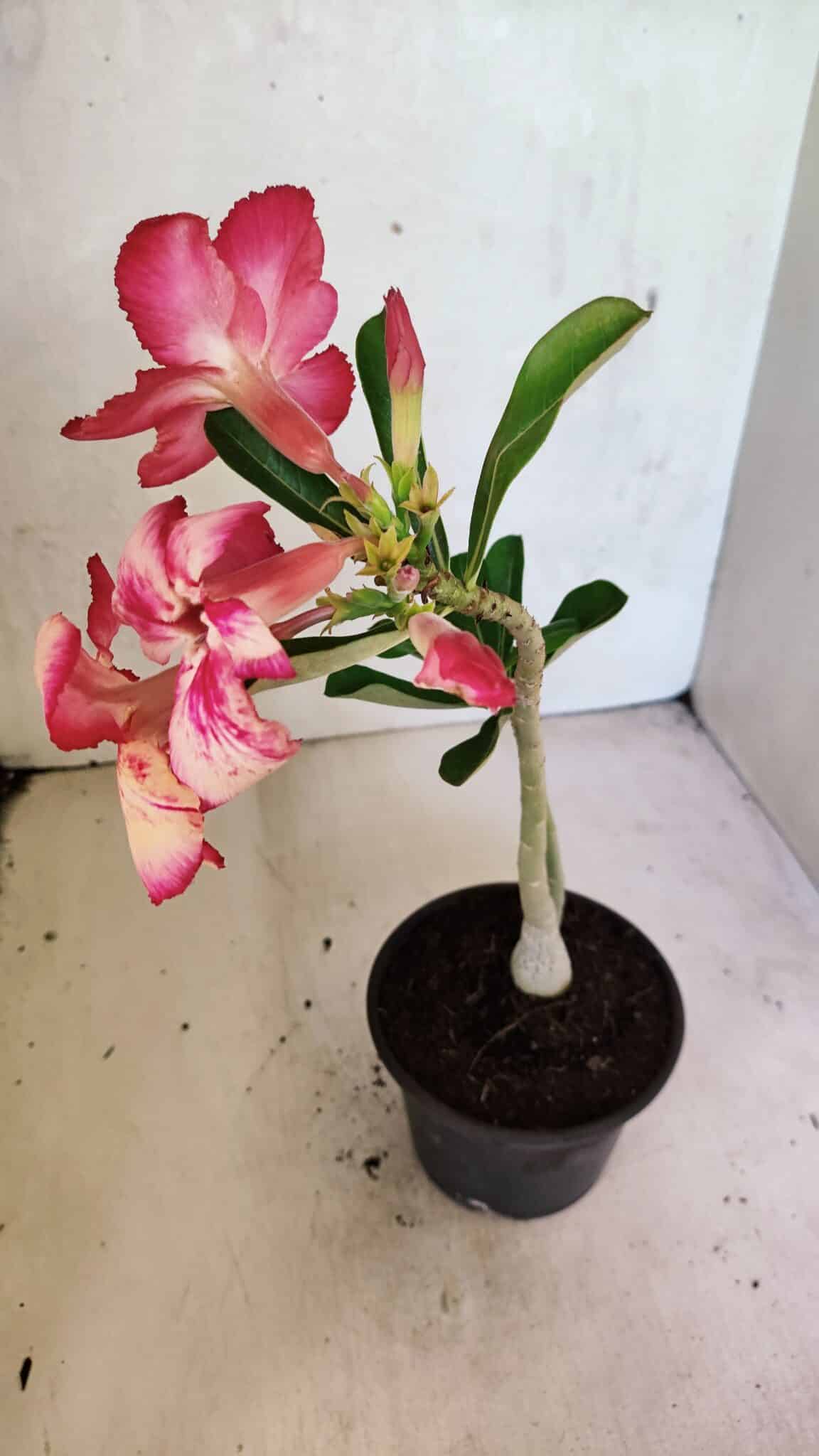 Planta Simples 3369 – 30cm – 02 anos - foto 5